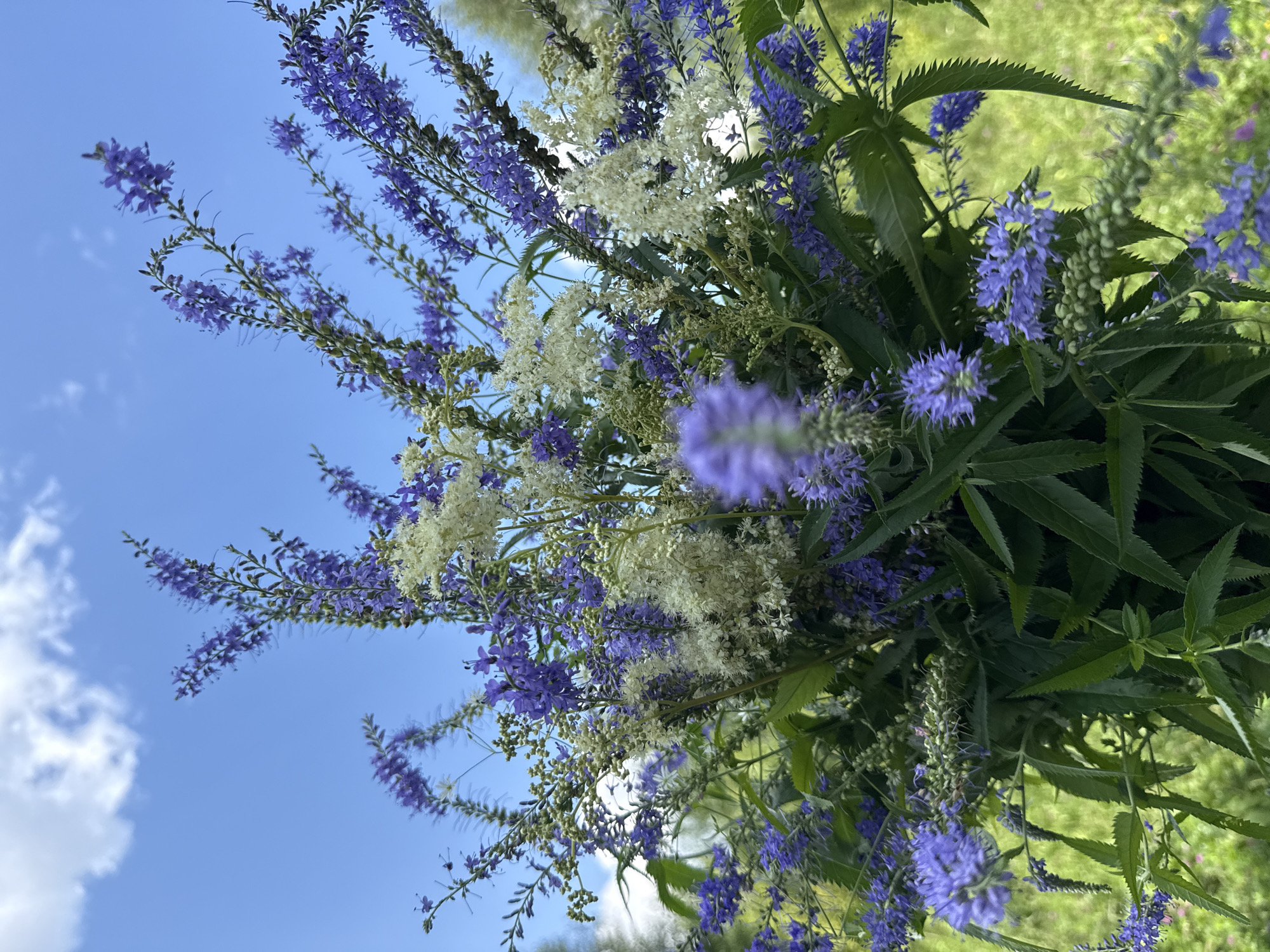 A close-up, low-angle shot captures a bouquet of wildflowers against a bright blue sky with scattered white clouds. The bouquet is a mix of tall, slender spikes of purple flowers and smaller clusters of white flowers, interspersed with green leaves. The flowers are densely packed, filling most of the frame. The background is a soft-focus green field, suggesting an outdoor setting. There are no people or identifiable landmarks present, making it impossible to determine the specific location within Липовая I, Russia, beyond it being an outdoor, likely rural or park-like environment.