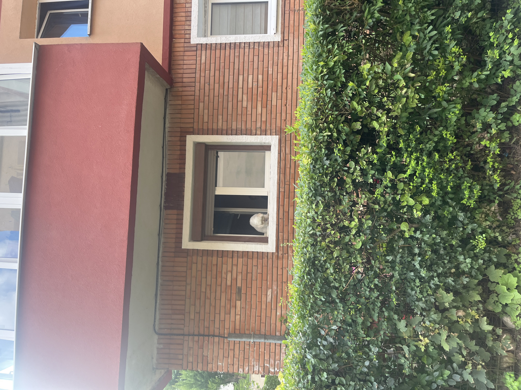 A white dog is visible in a window of a brick building. The building has a red facade above the brick level and a green hedge in front of it. The image shows part of a balcony on the upper level and another window to the right. The context provided states the location is Brasov, Romania, but this information cannot be verified from the image itself.