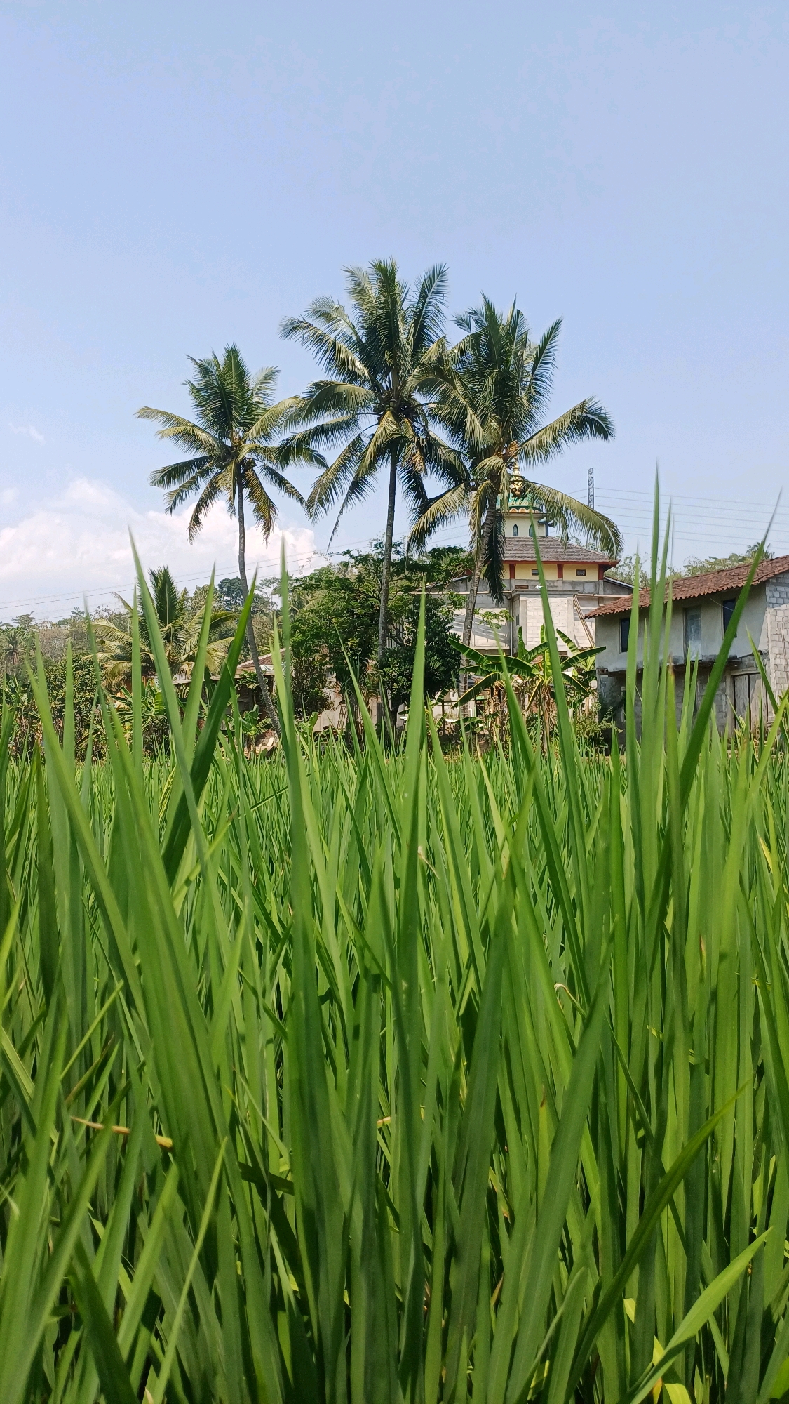 The image depicts a sunny day in Pringsurat, Indonesia, with a foreground dominated by lush green rice stalks. In the mid-ground, three tall palm trees stand against a clear blue sky, with some wispy clouds. Behind the palm trees, a building with a distinct, multi-tiered roof and a dome-like structure, possibly a mosque or a religious building, is visible. Adjacent to it is another building with a red-tiled roof. The background consists of more greenery and trees. The scene captures a rural or semi-rural landscape typical of Indonesia.