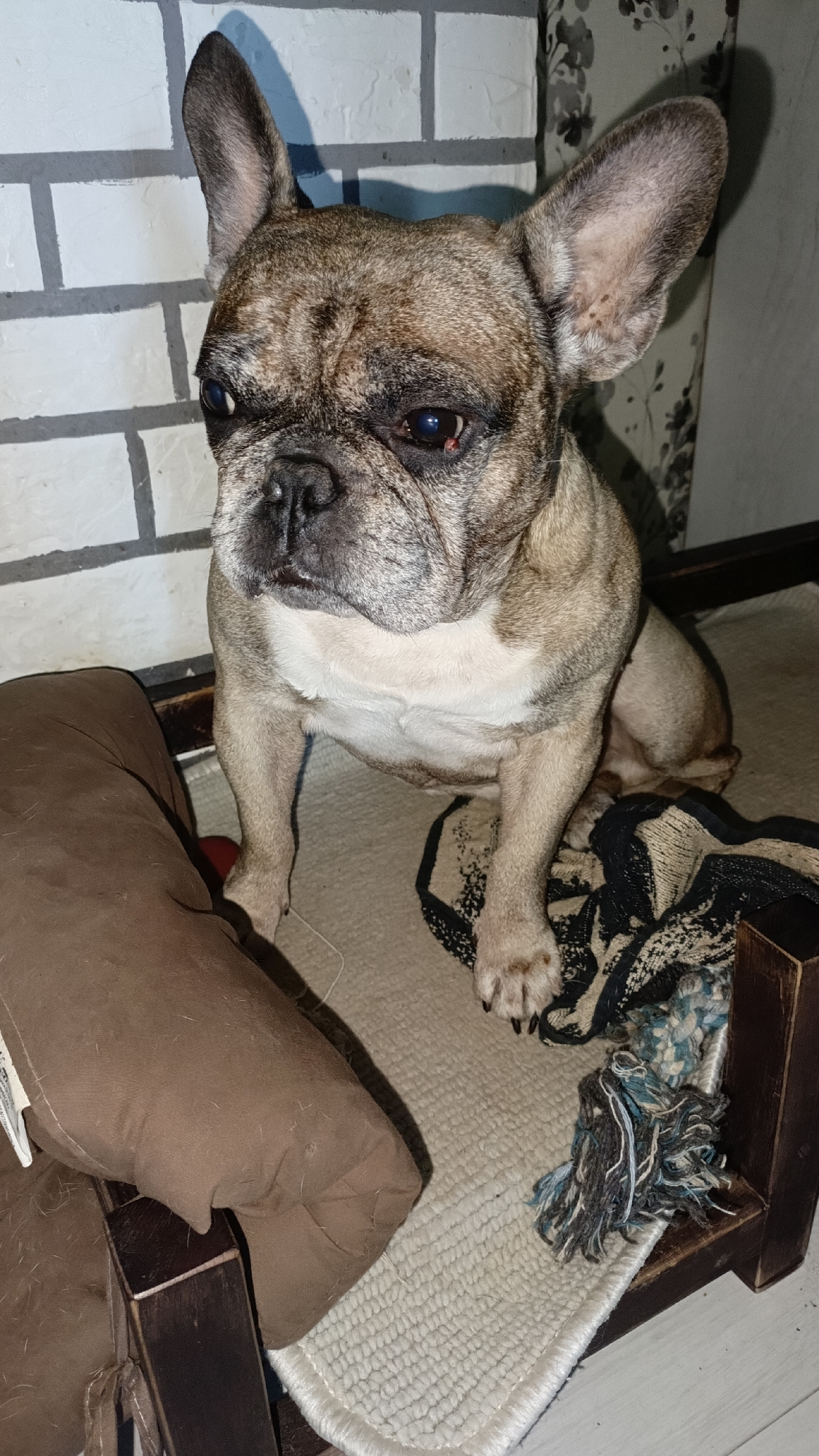 A brindle French Bulldog sits on a woven mat in a domestic setting. The dog has large, erect ears and a short, wrinkled snout. Its fur is a mix of brown and white. Behind the dog is a white brick wall with grey grout lines, and to the right, a patterned curtain. In the foreground, to the left, is a brown pillow on a dark wooden frame. To the right, on the mat, is a frayed rope toy with blue and grey threads. The lighting suggests an indoor environment, possibly evening. The image does not contain information that allows for localization in Rechytsa, Belarus.