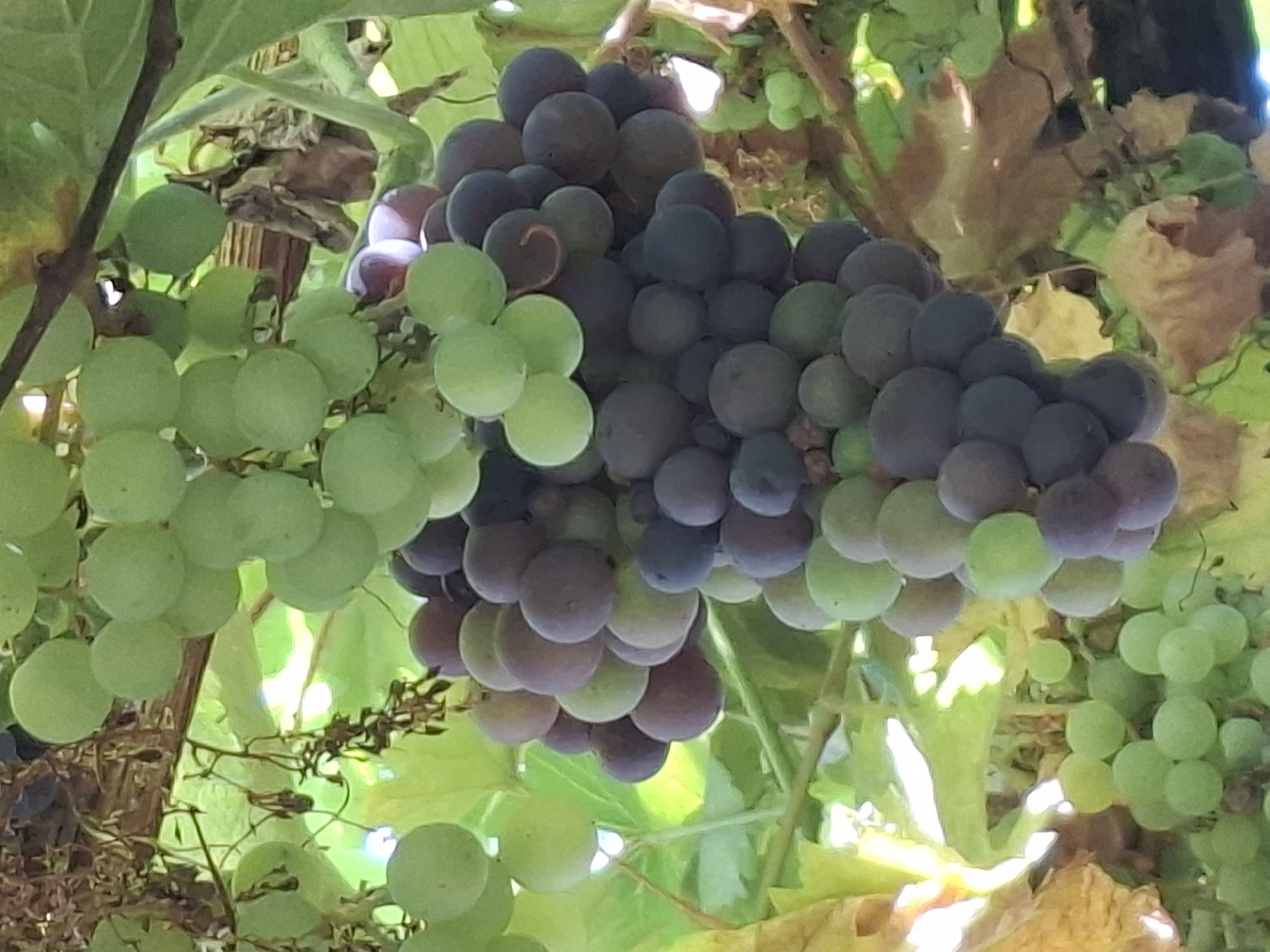 A close-up, outdoor photograph captures a cluster of ripening grapes hanging from a vine. The grapes exhibit a dual coloration, with some appearing a pale green, while others have transitioned to a deep purple-blue hue, indicating varying stages of ripeness. The textured surface of the grapes is visible, as are the intricate details of the vine's branches and leaves. The background is a soft blur of green foliage, suggesting the grapes are part of a larger vineyard or garden setting. The lighting suggests it is daytime, with dappled sunlight filtering through the leaves, creating highlights and shadows. The image is likely taken in Almaty, Kazakhstan, a city known for its fruit cultivation and vineyards.