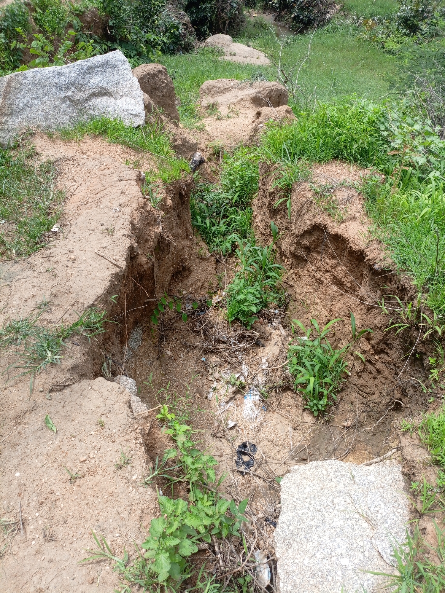 The image depicts a natural scene of erosion and vegetation growth in Rinjim Gani, Nigeria. The primary subjects are the eroded landscape, characterized by a deep gully formed in the sandy soil, and the surrounding lush green vegetation. Large rocks, one of which is a prominent light-colored granite boulder, are scattered within the scene, indicating a rocky terrain. The gully shows exposed layers of soil, evidence of recent erosion, with smaller plants and dried debris accumulated at its base.
The scene appears to be in a natural, undeveloped outdoor setting, likely a hillside or a natural depression where water runoff has carved out the gully. The time of day is not explicitly indicated, but the lighting suggests it could be daytime with ample natural light. The weather appears to be fair, with the abundance of green foliage implying sufficient rainfall.
Notable details include the texture of the eroded soil, the varying shades of green in the vegetation, and the rough texture of the granite boulder. The presence of dried branches and some scattered plastic waste at the bottom of the gully hints at human activity or proximity to areas where litter might accumulate.
No visible text is present in the image. The overall impression is one of a dynamic natural environment undergoing gradual change due to erosion, with life persisting and adapting to the conditions.