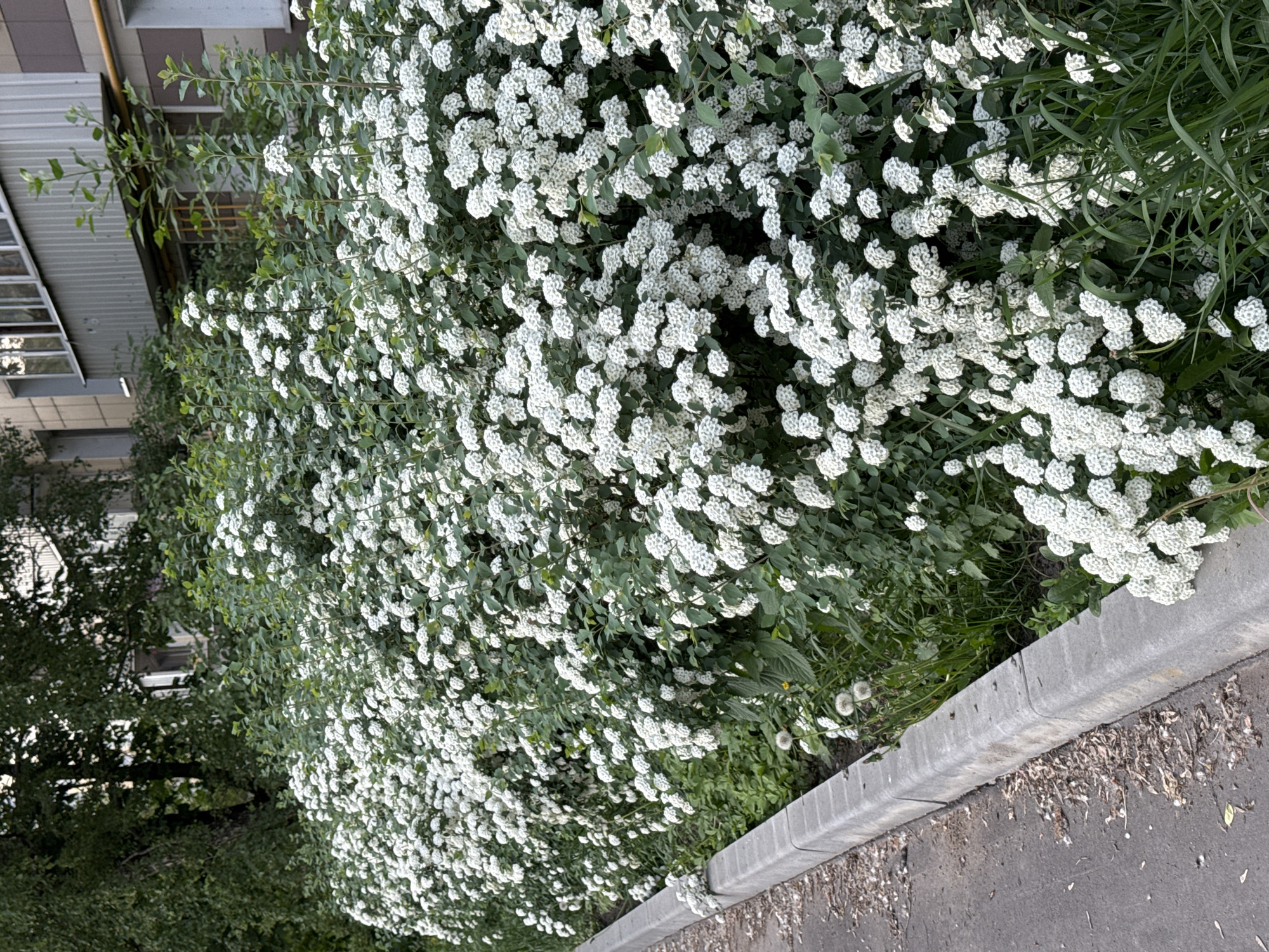 The image shows a flowering shrub with small white flowers along a curb in Moscow, Russia. The shrub is dense with green leaves and clusters of white flowers. To the right of the shrub is a concrete curb and a section of paved surface. In the background, there is a building with gray and brown siding. The lighting suggests it is daytime.