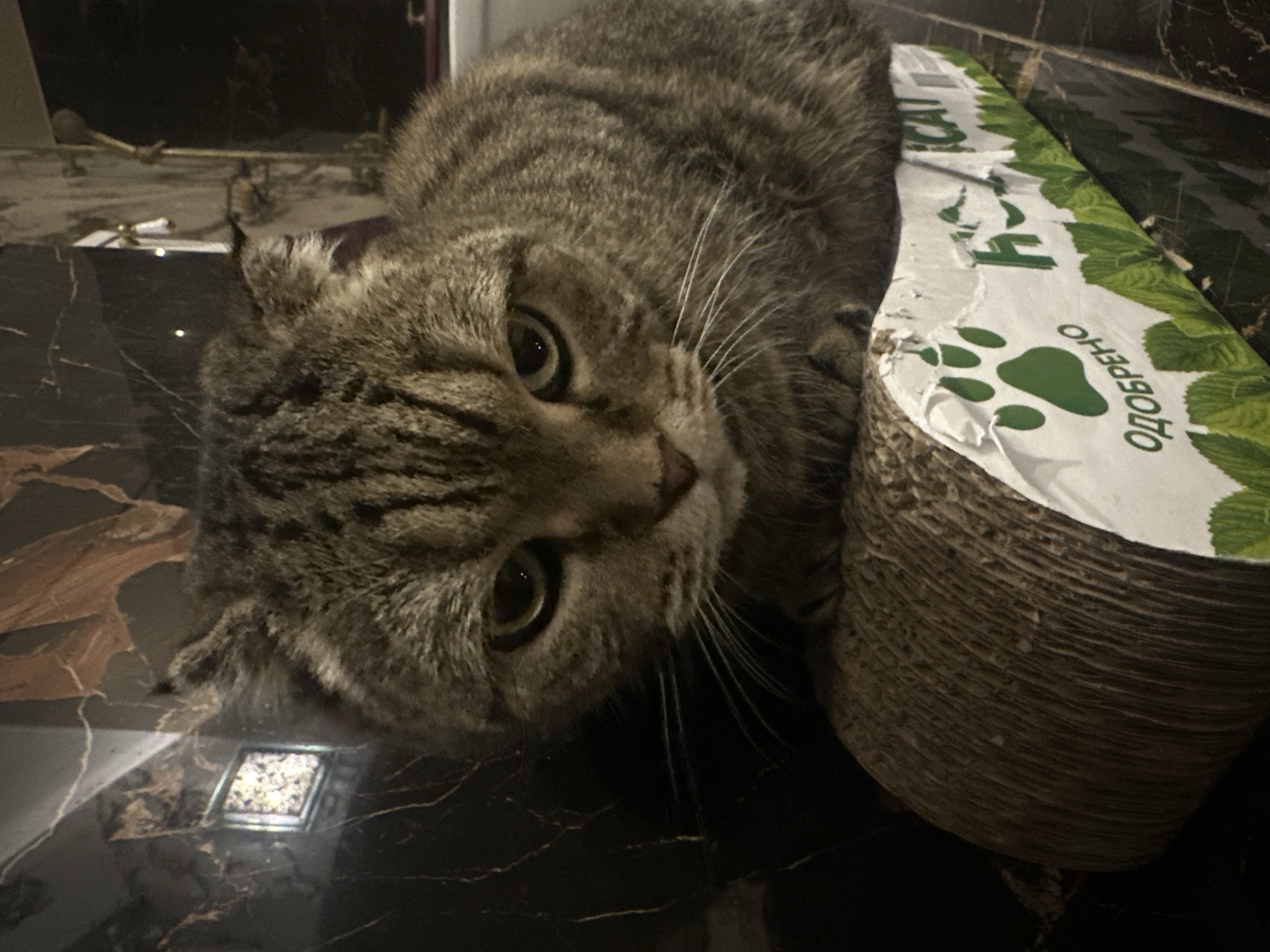 A close-up, eye-level shot features a tabby cat sitting on a cardboard scratching post. The cat is positioned in the center of the frame, with its face turned slightly to the left. The cat's fur is a mix of brown and black stripes, and its eyes are a greenish-yellow. The scratching post is white with green paw prints and text that appears to be in Russian, including the word "ОДОБРЕНО" (approved). The background is dark and appears to be a bathroom with black marble walls and a partially visible bathtub. The lighting is dim, casting shadows on the cat and its surroundings. No specific location within Virki, Russia, is discernible from the image.