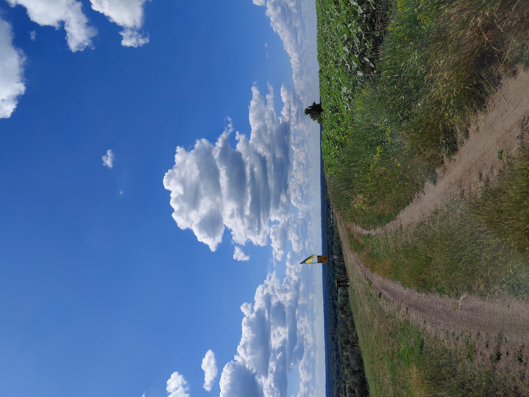 A dirt road curves up a grassy hill under a bright blue sky filled with scattered white clouds. On the left side of the road, a yellow and blue flag stands on a pole near a wooden picnic table. Beyond the hill, a lush green forest stretches across the horizon. To the right of the road, a field of green plants, likely sunflowers, dominates the landscape. A lone tree stands in the distance, silhouetted against the sky. The scene depicts a rural landscape on a sunny day, suggesting an outdoor recreational area or a scenic viewpoint.