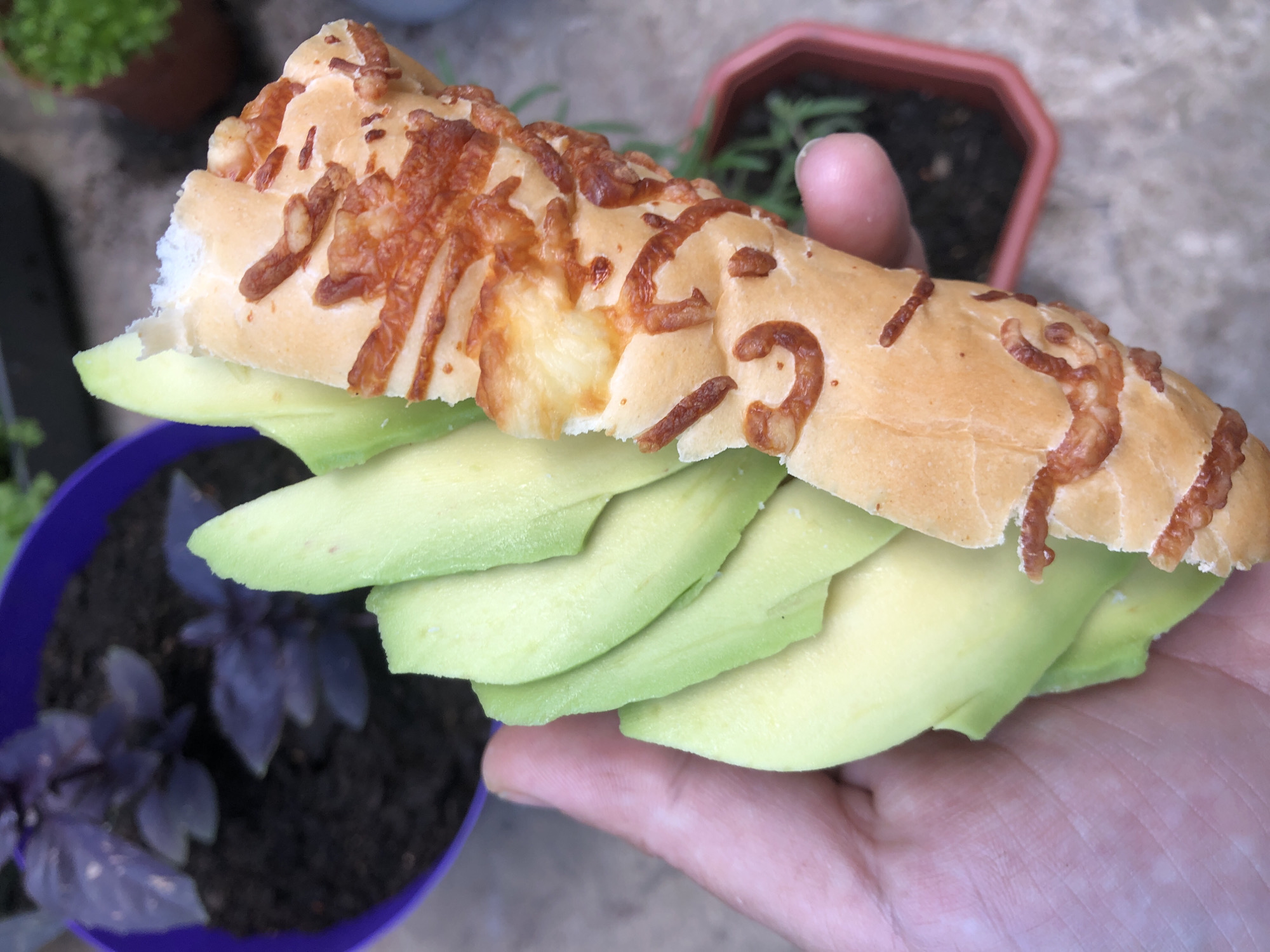 A close-up, eye-level shot shows a hand holding a baguette-style sandwich generously filled with thinly sliced avocado. The bread is light golden-brown, and its top is crusted with melted, browned cheese, adding a textured appearance. The avocado slices are a fresh, light green to yellowish-green. The hand holding the sandwich is partially visible, with pale skin.
In the background, an outdoor setting is suggested by potted plants and a textured ground surface, possibly concrete or stone. To the left, a vibrant purple pot contains a plant with dark, possibly purple, leaves, resembling purple basil. To the right, a terracotta-colored pot holds a green, thin-leaved plant, which could be rosemary or a similar herb. The lighting is bright and natural, indicating daytime. No specific activity beyond holding the sandwich is depicted, and there is no visible text.