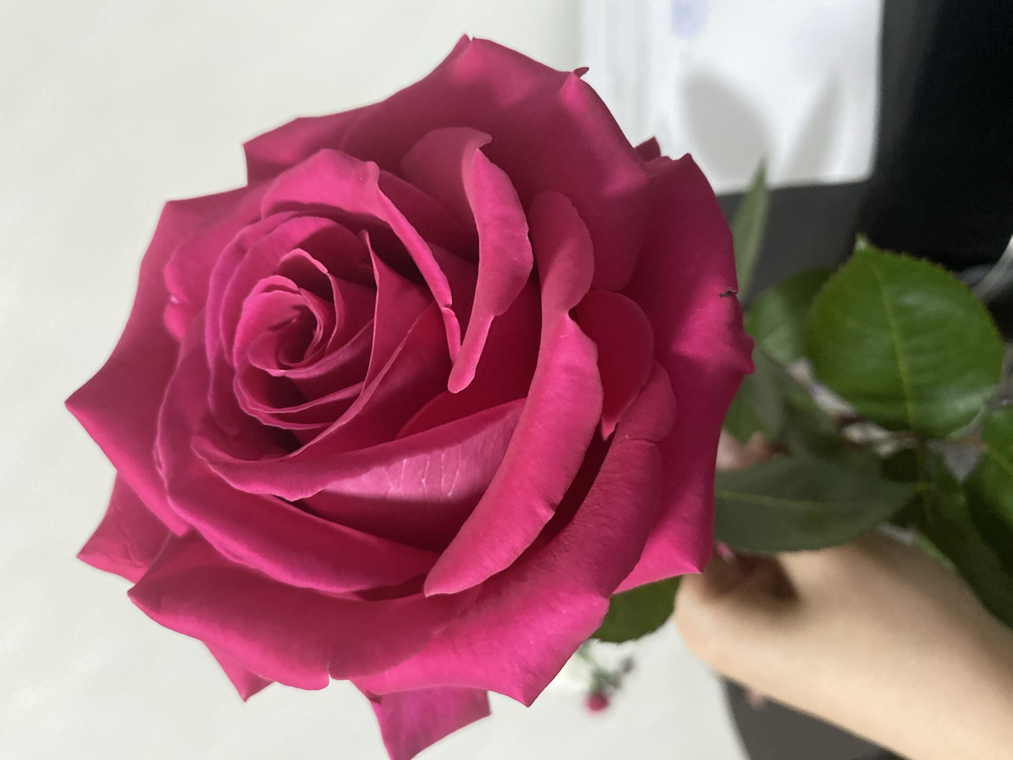 A single, vibrant fuchsia-pink rose in full bloom is presented, held by a human hand with light skin gripping its stem from below. Green leaves are visible along the stem. The rose's petals are tightly coiled in the center, gradually opening outwards. The immediate background behind the rose is a plain, light-colored, likely white or off-white, wall, indicating an indoor environment. A dark, out-of-focus surface is visible in the lower right and left portions of the image, below the rose. A blurry white object is discernible in the far right background, and a small, reddish, blurred object is faintly visible in the far left background. The specific location within Chaikovsky, Russia, cannot be determined from the visual information provided.