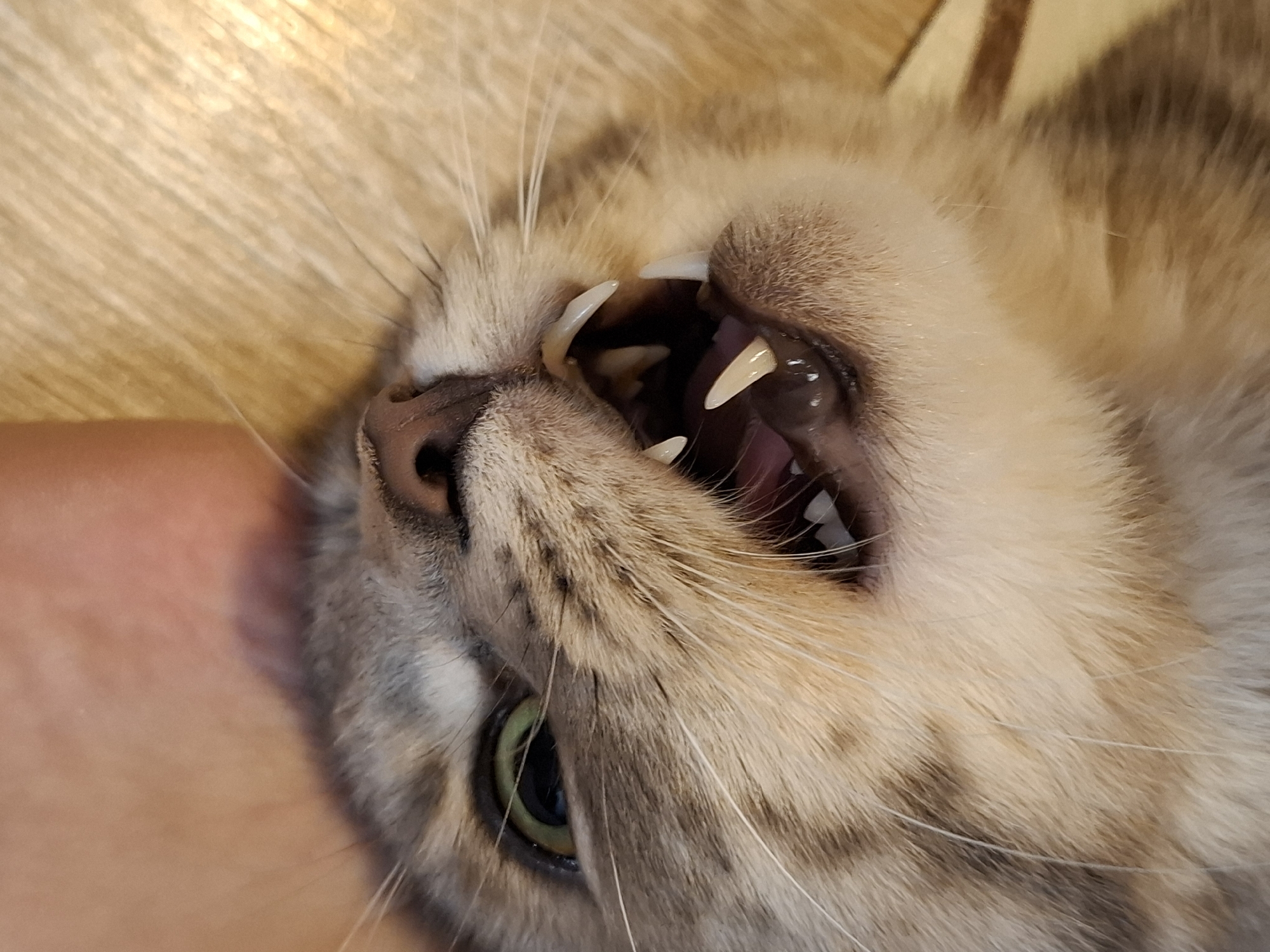 The image is a close-up, upside-down view of a cat's face, showing its open mouth with visible teeth and fangs. The cat has light brown and grey fur, with prominent whiskers. One green eye is visible. The background appears to be a wooden surface. There are no people or city elements visible in the image.