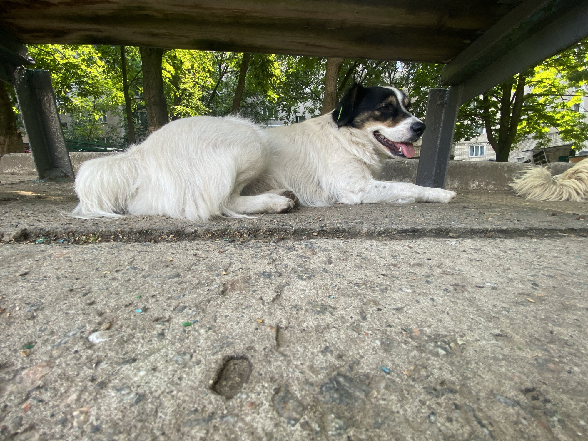 A medium-sized dog with white fur and black markings on its head lies on a concrete surface under a wooden structure. The dog is facing to the right, with its tongue out and its mouth open. Its body is relaxed, and it appears to be resting. The concrete surface is rough and textured, with some debris scattered on it. In the background, trees with green leaves are visible, and a building can be seen through the foliage. The lighting suggests it is daytime. The scene is outdoors, likely in an urban or semi-urban environment, possibly a park or a yard. The image was taken in Pivdennoukrainsk, Ukraine.