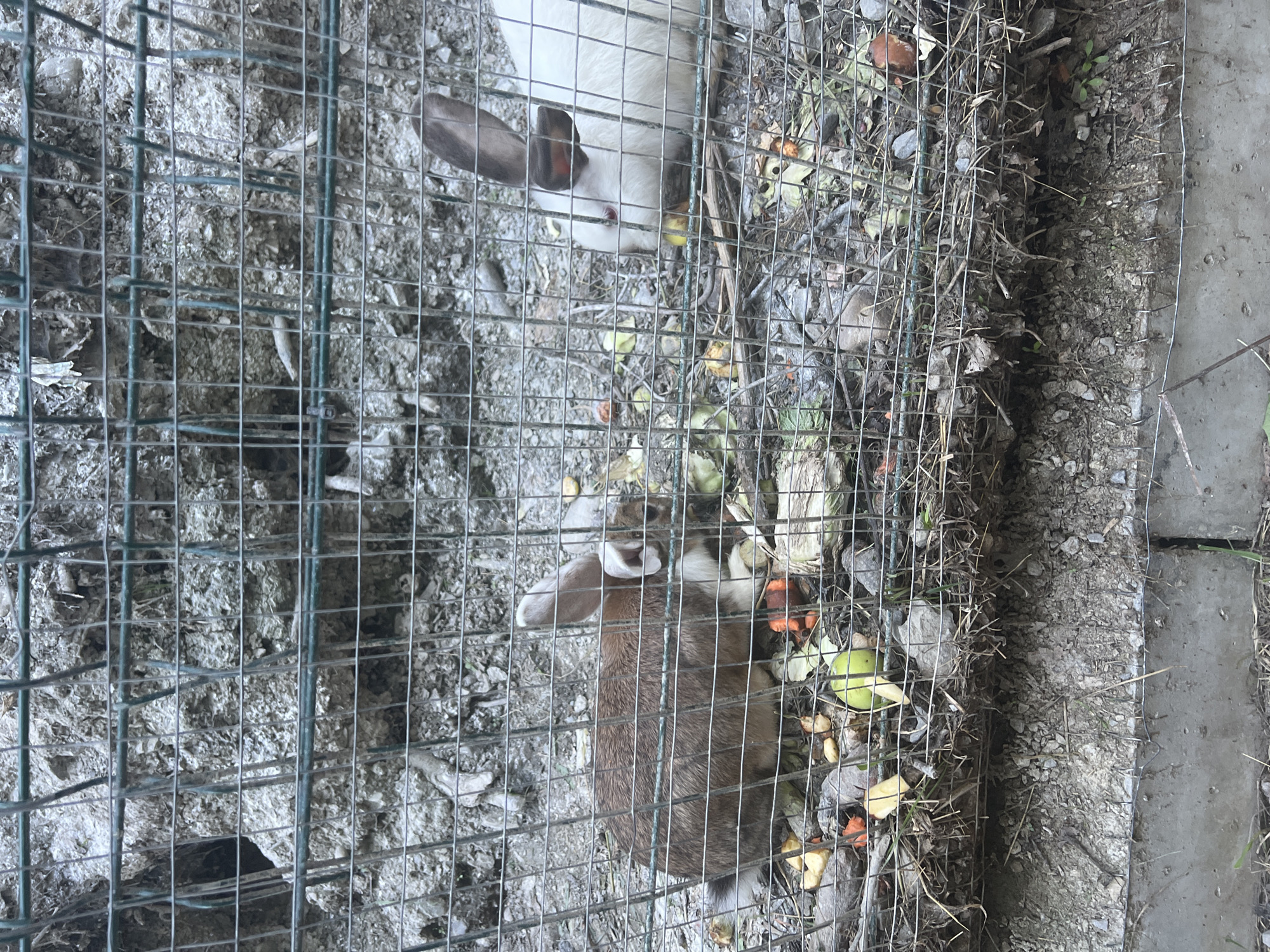 An outdoor scene shows two rabbits in a wire enclosure. One rabbit, predominantly brown with white markings on its chest and face, is positioned on the left side of the frame. It has one ear up and the other tilted. To its right, a white rabbit with dark brown ears is visible, facing downwards and appearing to eat. The enclosure floor is covered with dirt, small stones, twigs, and scattered pieces of what appears to be discarded food, including apple cores and carrot slices. The background consists of a rocky, uneven wall or embankment. The enclosure is situated in what appears to be a natural or semi-natural environment, possibly a backyard or park area in Сонячне, Ukraine.
