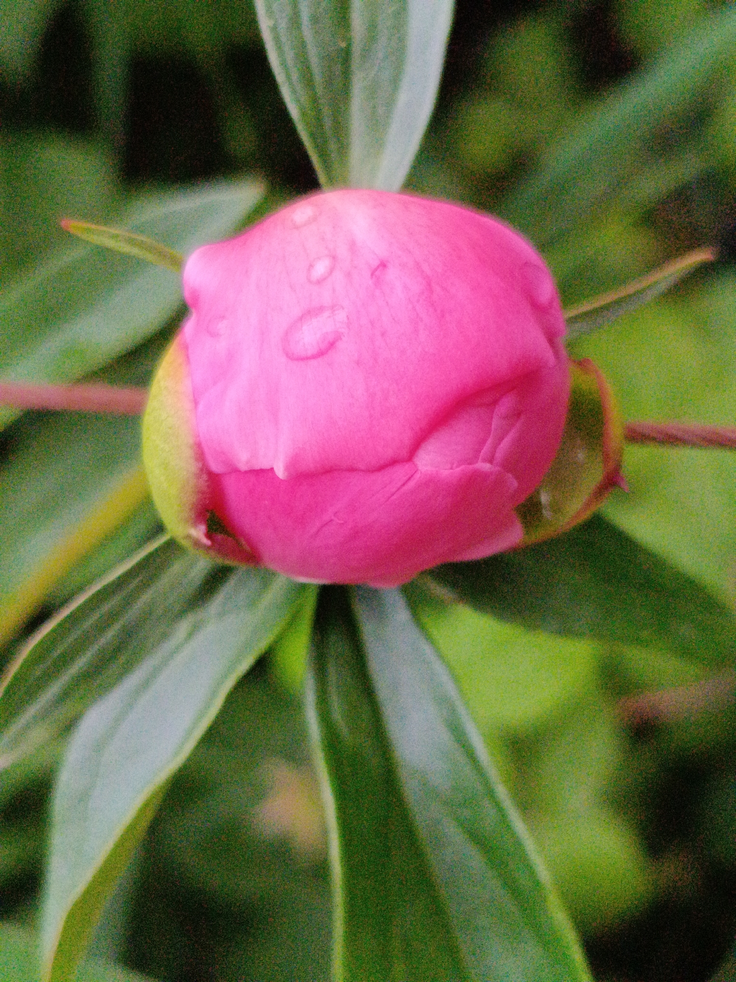 A close-up, vertical shot features a bright pink peony bud with water droplets on its surface, set against a blurred background of green foliage. The peony bud is the central focus, its petals tightly furled, with hints of green sepals visible at its base. The image is grainy, suggesting it was taken with a camera that has a high ISO setting or in low light conditions. The environment appears to be outdoors, in a garden setting, possibly in the city of Martuni, Armenia, given the context provided. No people or other identifiable subjects are present.