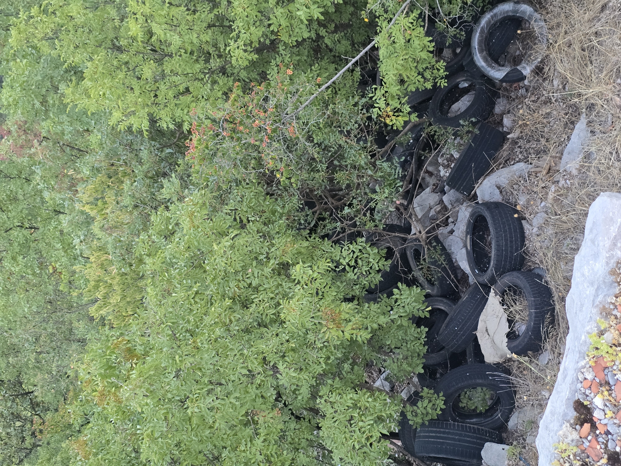 The image depicts an outdoor scene with a dense cluster of green foliage dominating the background. The foreground is characterized by a collection of discarded car tires, some partially obscured by branches and undergrowth. The tires are black and appear weathered. Amongst the tires, there are rocks and dry grass. In the lower left corner, a light-colored rock formation is visible, with scattered small stones and pieces of what appear to be broken red brick and green vegetation. The scene suggests a neglected area, possibly on the outskirts of Klopot, Montenegro, given the natural vegetation typical of the region. There are no people visible in the image.