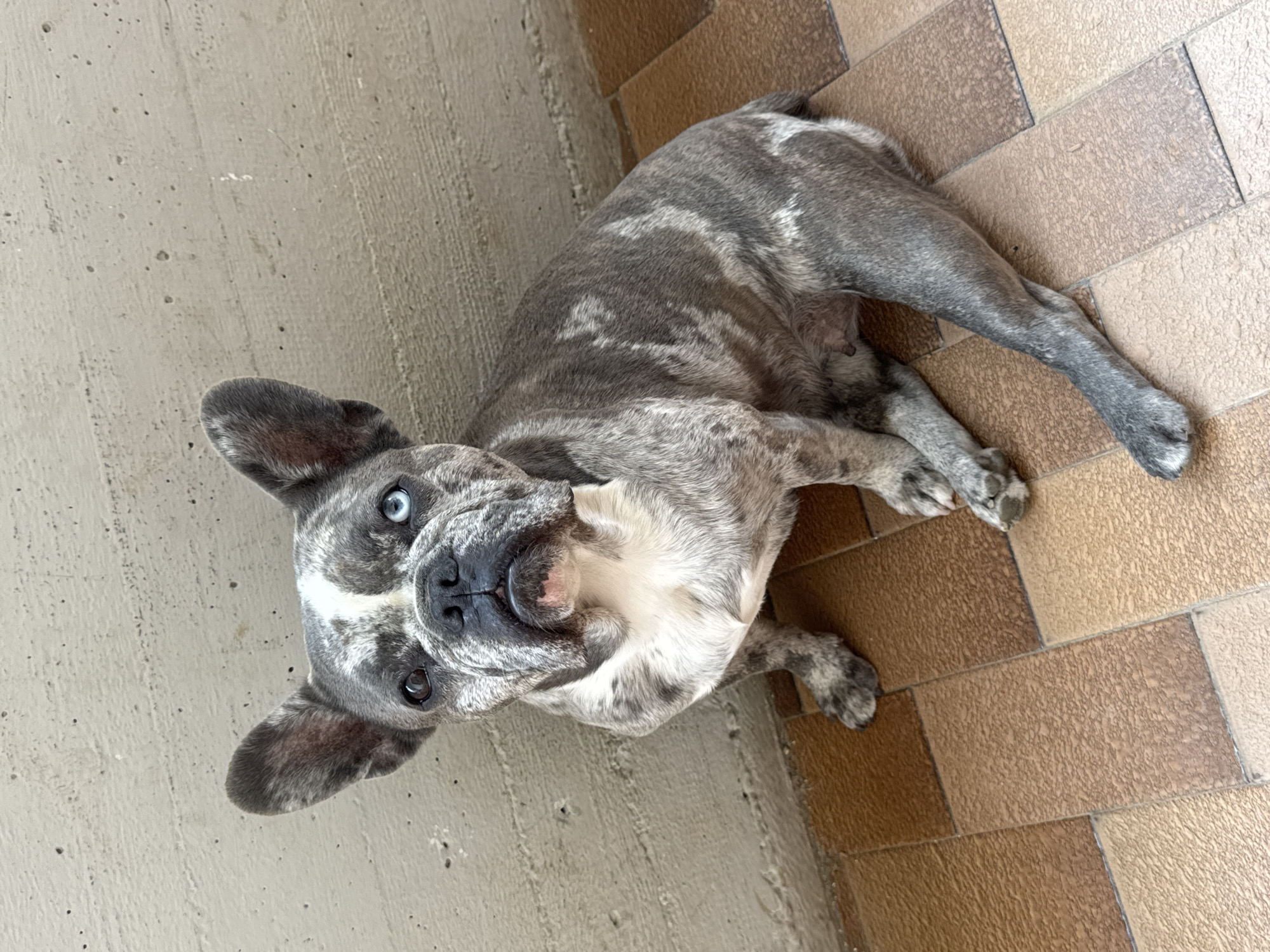A brindle French Bulldog with heterochromia (one blue eye, one brown eye) sits on a tiled floor against a textured concrete wall. The dog is facing the camera with its head tilted slightly. The floor is composed of square tiles in varying shades of brown and tan. The concrete wall appears to be an exterior surface, possibly part of a building or walkway. The lighting suggests an outdoor or well-lit indoor setting. No people are present in the image. The scene is devoid of any specific urban elements that would definitively place it in San Benedetto del Tronto, Italy.