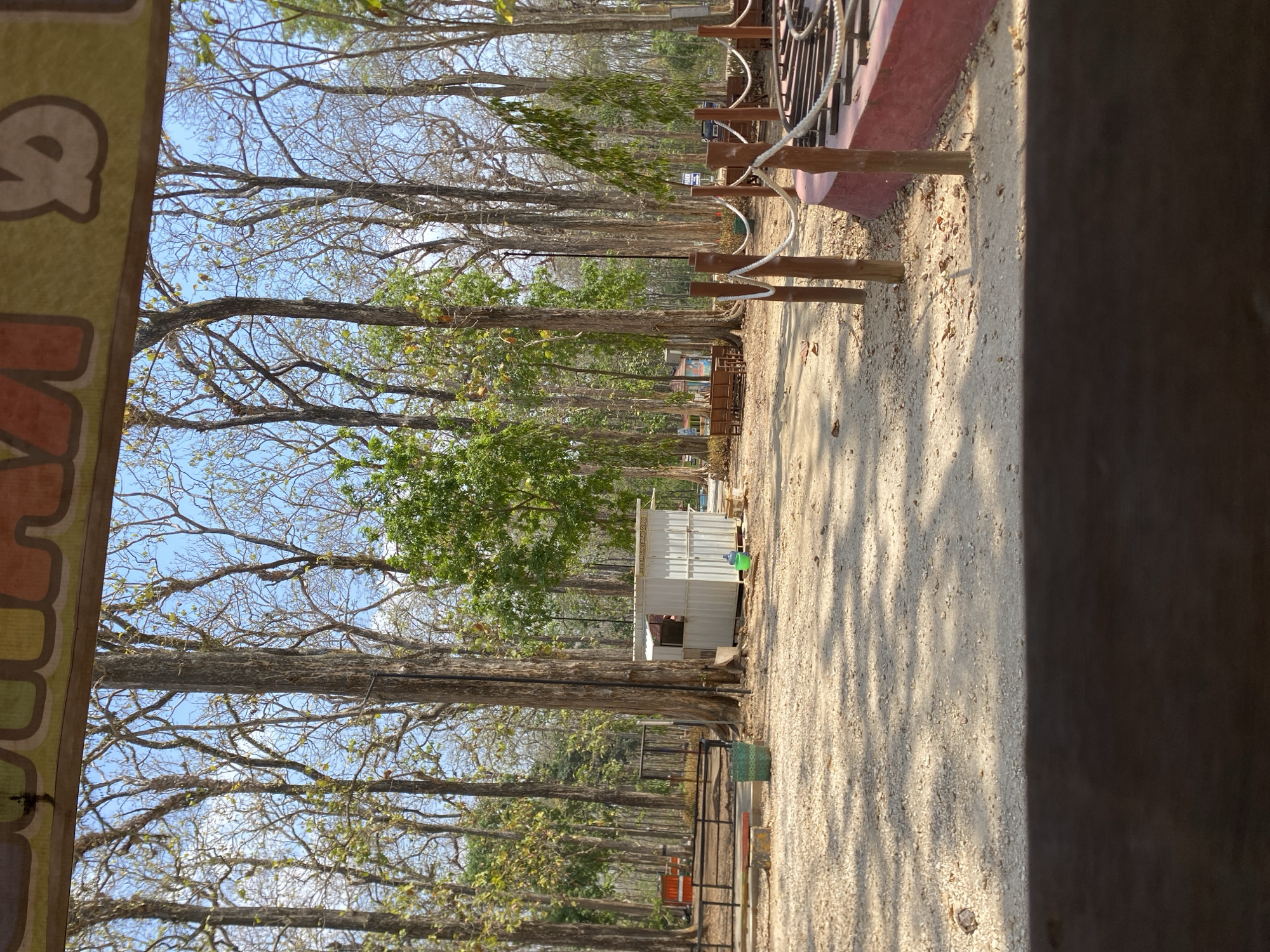 The image depicts an outdoor scene, likely in a park or recreational area, characterized by a dense arrangement of tall trees with sparse foliage, indicating a dry season. The ground is covered with gravel and dirt, with patches of sunlight and shadow suggesting a clear day. In the mid-ground, a small, white, corrugated metal structure, possibly a ticket booth or small shed, is visible. Adjacent to it, a green plastic bin and a larger green container are present. Further to the left, a dark railing encloses an area with benches. To the right, wooden posts with white ropes form a barrier around a circular, red-painted structure with metal gratings. The background consists of more trees and a bright blue sky. The foreground is dominated by a dark, out-of-focus area, possibly a table or railing, from which the photo is taken. There are no people visible in the frame.