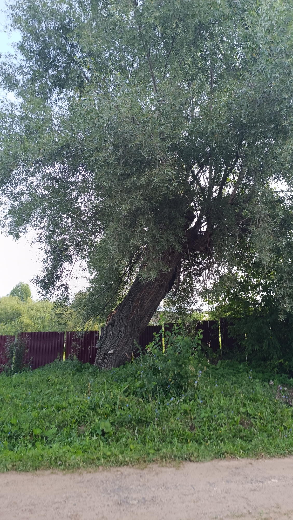 The image shows a large, old tree with a thick, gnarled trunk that leans at an angle. The tree's branches are covered in lush green leaves and extend outwards, creating a dense canopy. In the background, a dark red wooden fence runs horizontally across the frame. A grassy area with some smaller green bushes and scattered small blue flowers lies between the fence and the foreground. The ground in the foreground is a light brown dirt road. The sky above the tree is a pale blue. The image appears to be taken outdoors, likely in a rural or suburban setting. There are no people visible in the image. The overall impression is of a natural scene with a prominent, aged tree. The location is identified as the city of Karsha, Russia.