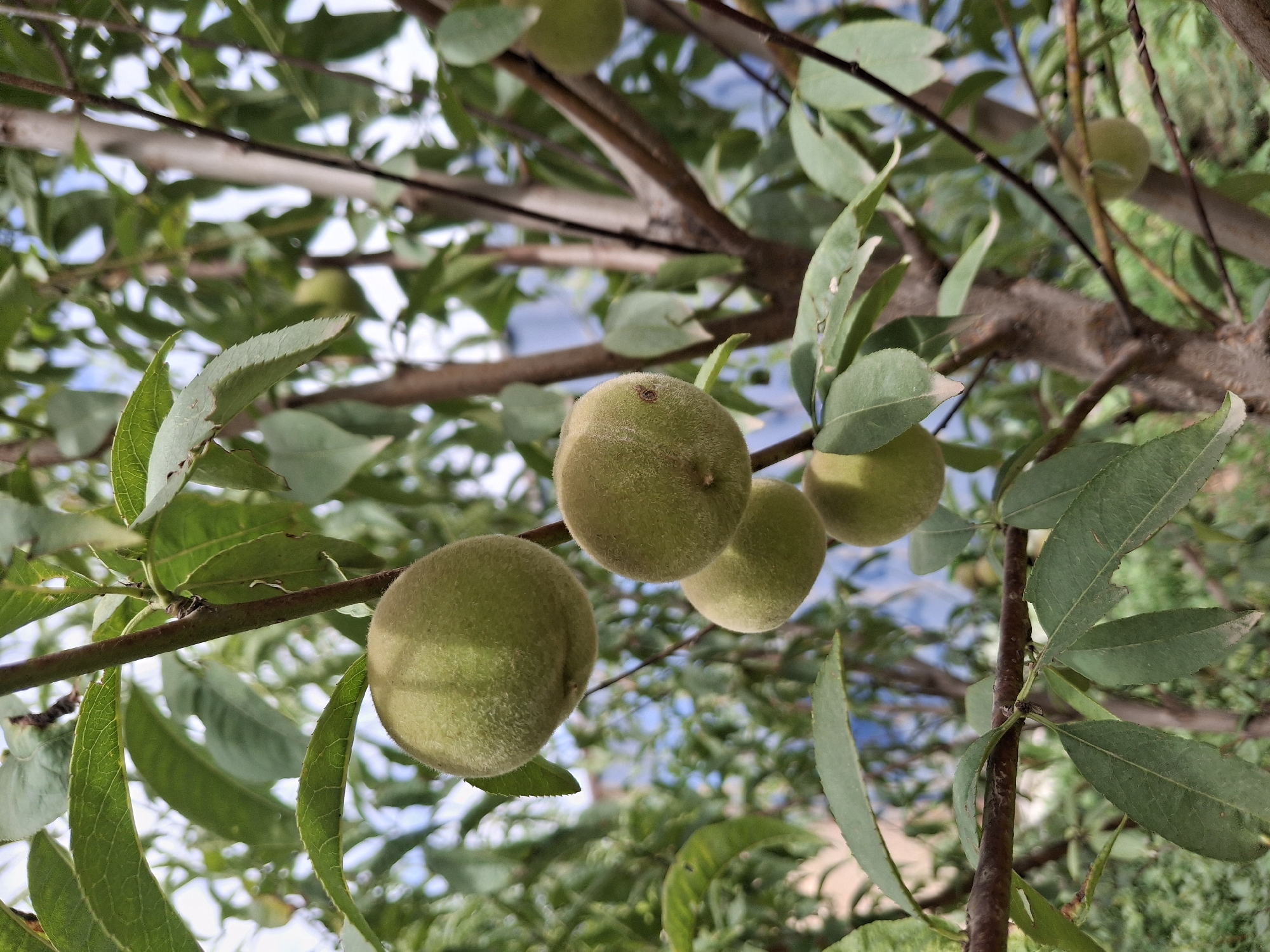 The image shows several unripe, fuzzy, green fruits hanging from the branches of a tree, likely peaches or nectarines. The fruits are round and small, indicating they are still growing. The tree has green leaves, some of which are partially torn. The branches are brown and have a rough texture. The background is blurred but suggests an outdoor environment with other trees and possibly buildings or structures visible in the distance, with a bright sky. The scene is a close-up shot, focusing on the developing fruit. This scene could be found in Lipenka, Kyrgyzstan, where such fruit trees are common in gardens and orchards. There are no people or animals visible in the image.