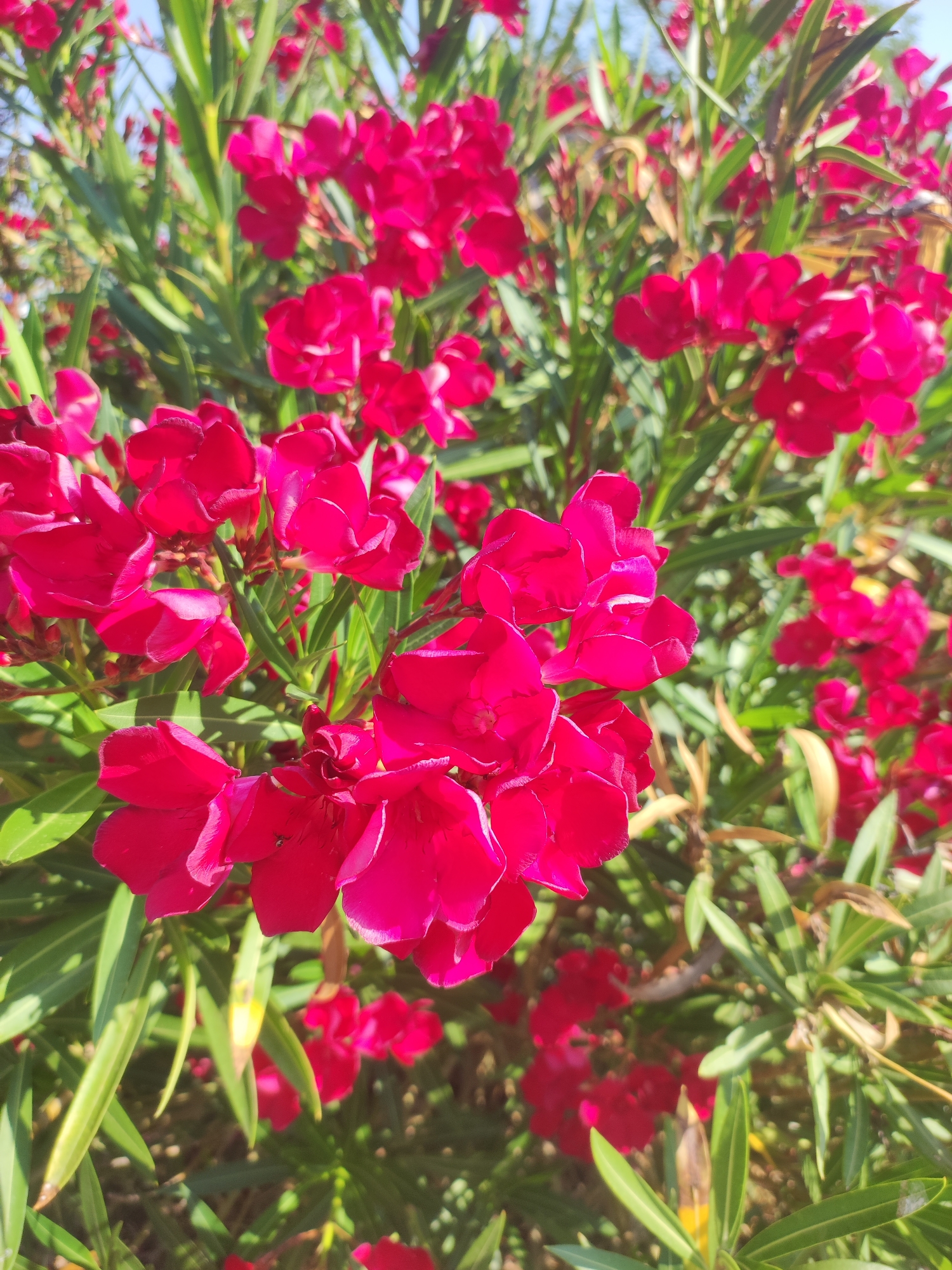 A close-up, low-angle shot captures a cluster of bright pink oleander flowers in bloom. The flowers are in focus, with delicate petals and visible stamens. Surrounding the blooms are elongated, deep green leaves, some of which are slightly blurred, suggesting movement or wind. The background is softly out of focus, revealing more pink flowers and green foliage against a bright, hazy blue sky. The lighting indicates a sunny day, casting subtle shadows on the petals and leaves. The image appears to be taken outdoors, likely in a garden or natural setting in Autillo de Campos, Spain, given the commonality of oleander in Mediterranean climates. There are no people, animals, or man-made objects visible in the frame. The scene is static and peaceful, highlighting the vibrant beauty of the flowers.