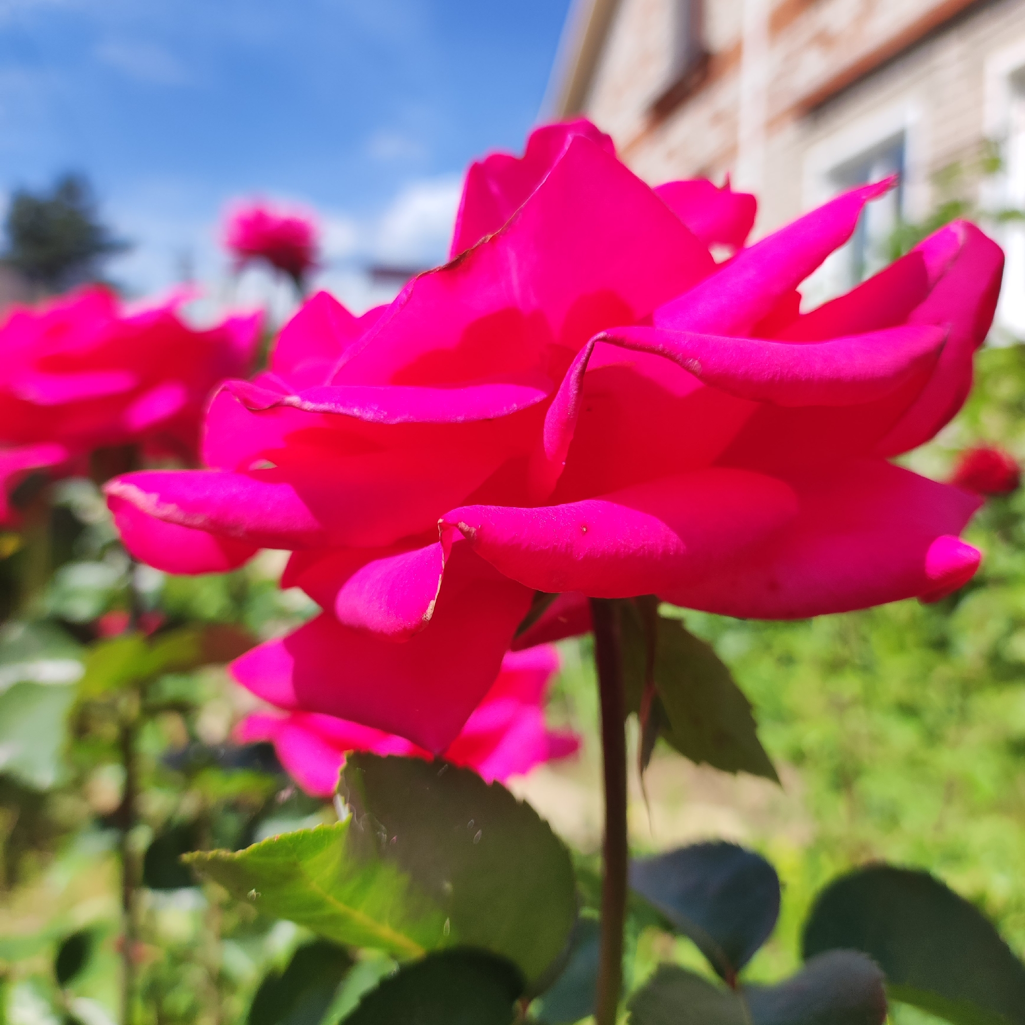 A close-up, outdoor photograph captures a vibrant pink rose in sharp focus against a blurred background of greenery, a brick building, and a blue sky with scattered clouds. The rose, positioned in the foreground and to the right of the frame, displays several petals unfurled, with some showing slight browning at the edges. A thin stem supports the flower. In the middle ground and background, other pink roses are visible but out of focus. Behind the flowers, a portion of a brick building with white-trimmed windows and a dark downspout is present. The environment appears to be a garden or yard, possibly in a residential area. The image was taken in Navoloki, Russia.