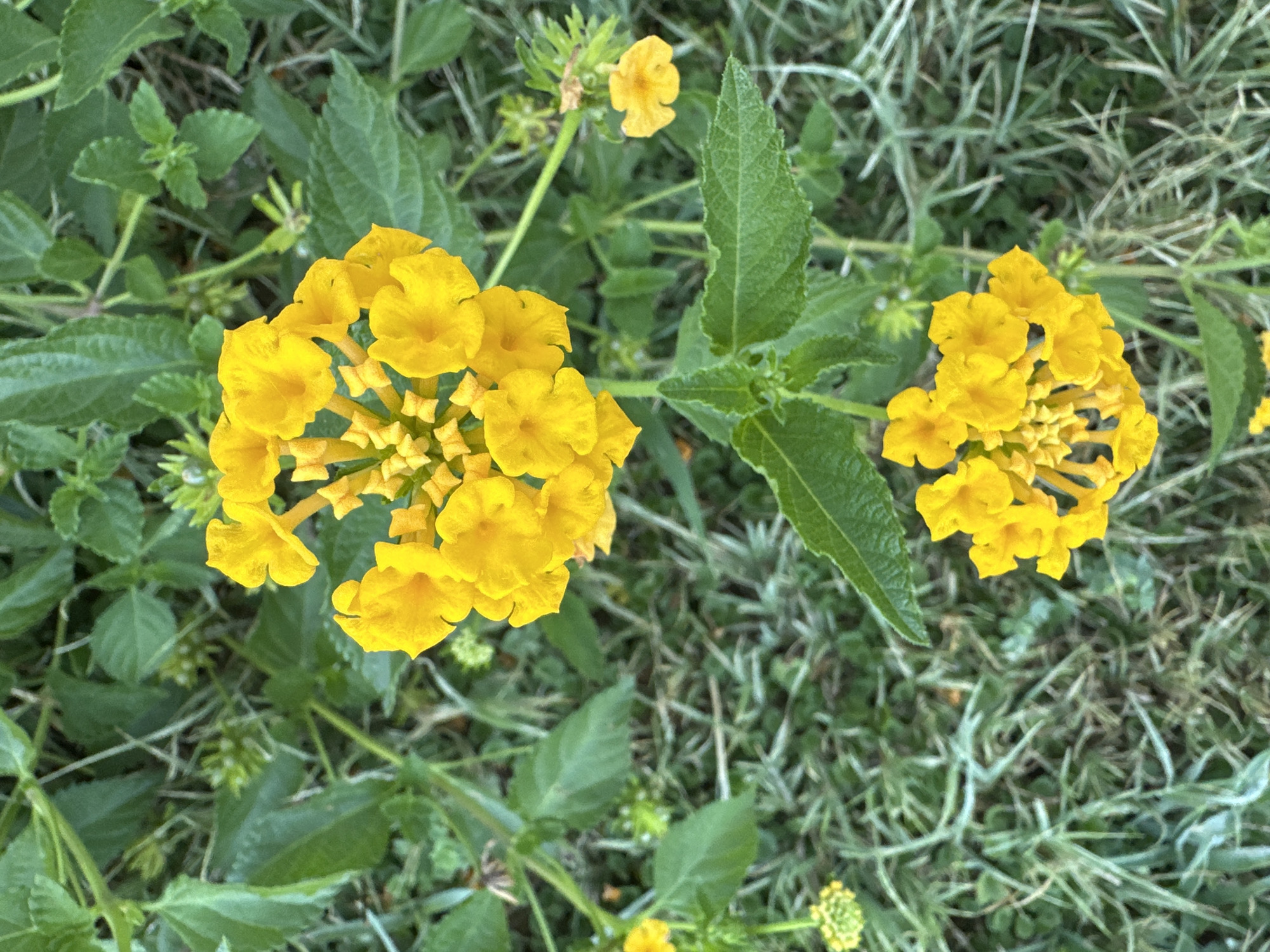 The image shows a close-up, top-down view of two clusters of bright yellow flowers on a green, leafy plant. The flowers are small and trumpet-shaped, clustered together on stalks. The background is a blur of green leaves and blades of grass, suggesting an outdoor setting. There are no people or animals visible in the image. The scene appears to be in a garden or natural area in Ortaca, Turkey, given the context provided.