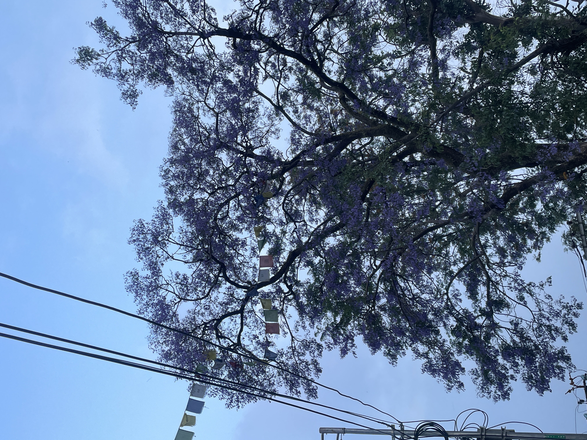 The image, taken in Dharamshala, India, presents a view looking upwards towards a large tree in full bloom with purple flowers. Prayer flags are strung across the branches. Power lines are visible in the foreground. The sky is a pale blue with some light cloud cover.