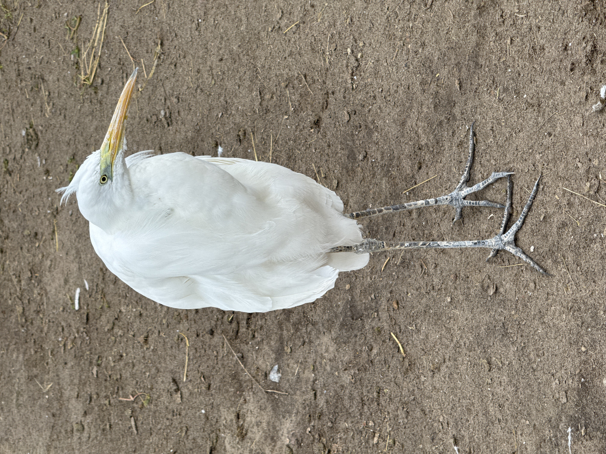 A full-body, eye-level shot shows a Great Egret standing on loose, brown soil. The bird is facing to the right and slightly away from the camera. It has bright white plumage, a long yellow beak with a black tip, and pale yellow eyes. Its legs and feet are grey and scaly. The soil is uneven and contains scattered dried grass and small debris. The background is also composed of the same soil. This image was taken in the city of Yelyzavetivka, Ukraine.