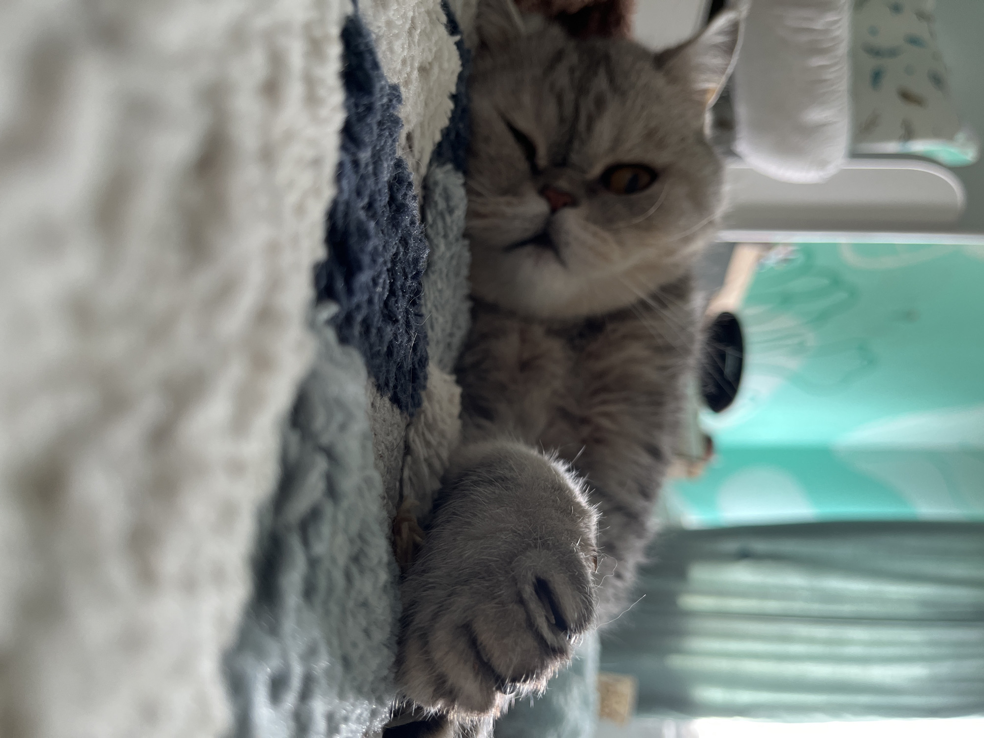 This close-up image, captured in Chaikovsky, Russia, features a domestic cat resting indoors. The primary subject is a gray/silver tabby cat, likely a British Shorthair or similar breed, positioned at a low and slightly tilted angle. The cat's face is partially visible, with one amber-colored eye open and the other closed or heavily squinted, creating the impression of a sleepy wink. Its nose is pink, and subtle striped markings are visible on its fur.
The cat is nestled against a textured blanket or rug that dominates the left and foreground of the frame. This soft furnishing displays patterns in white, light blue, and dark blue, with the very close foreground being significantly blurred to draw focus to the cat. One of the cat's front paws, covered in short fur and showing visible claws, rests on this textured surface, illuminated by a gentle, diffused light.
In the blurred background, to the right of the cat, a light turquoise or mint green container or box with faint white circular patterns is visible. Other indistinct light-colored objects, possibly fabric or household items, are also present in the background. The scene depicts a cozy indoor setting, bathed in soft, natural daylight. The image conveys a sense of contentment and rest. No text is visible.
