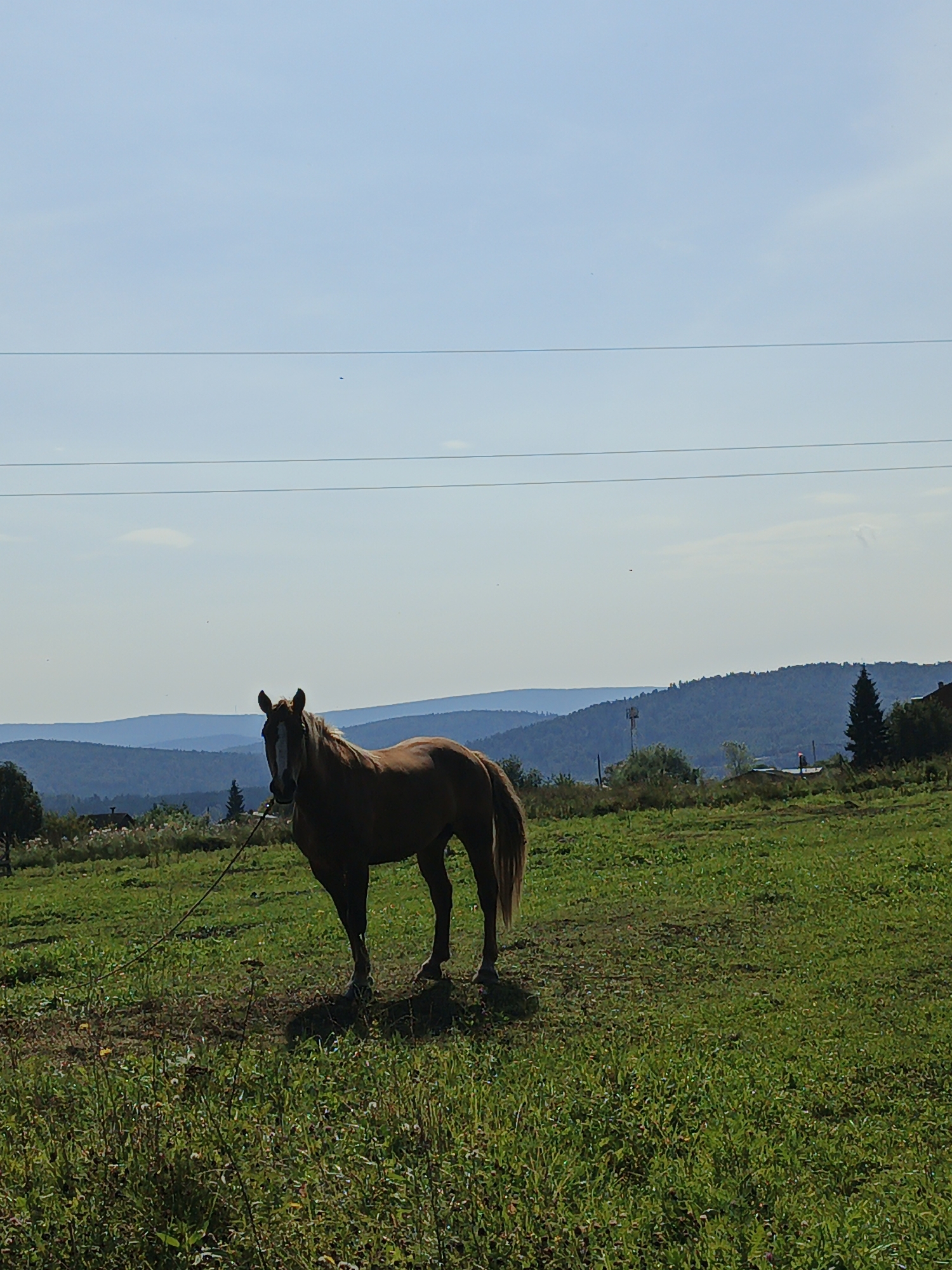 A brown horse with a white blaze on its face stands in a green, grassy field. The horse is tethered by a rope to a post or stake in the ground. In the background, there are rolling hills covered in trees, and a clear blue sky with a few wispy clouds. The image appears to be taken in a rural or semi-rural setting, possibly in the city of Medvedyovka, Russia, given the presence of distant trees and vegetation. There are no people visible in the image. The overall scene suggests a peaceful, pastoral environment.