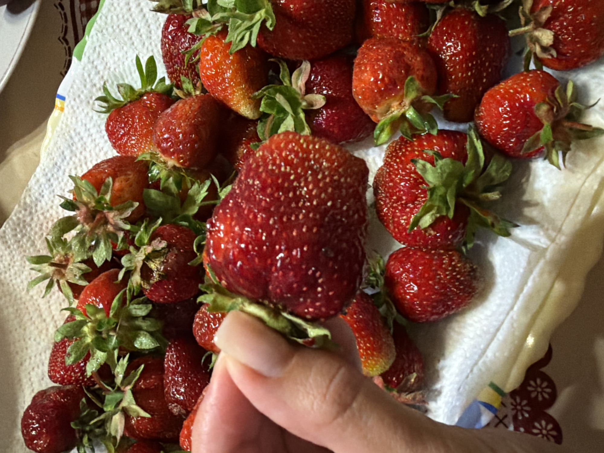 A close-up, eye-level shot shows a person's hand holding a large, ripe strawberry. The strawberry is red with visible seeds and a green stem. Surrounding the hand and strawberry is a pile of other strawberries, many with green stems, resting on a white paper towel. The paper towel has a decorative red and white pattern along the edge. The background is out of focus, showing hints of a table and possibly other kitchen items. The scene appears to be indoors, in a domestic setting. The lighting suggests natural or artificial room lighting. There are no discernible landmarks or environmental clues to indicate the location as Satino-Russkoe, Russia.