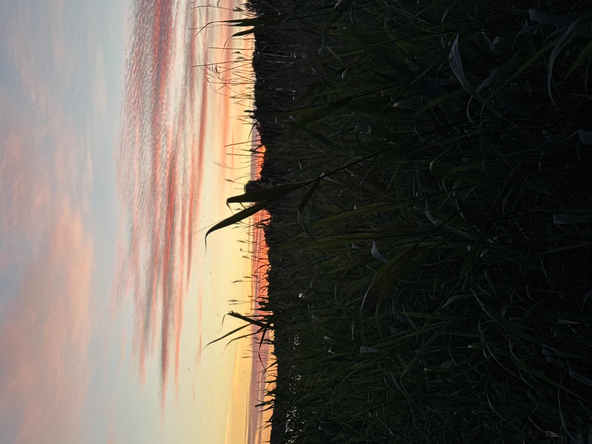 This media file shows a close-up view of tall, dark green grass against a soft sunset sky. The sky is a gradient of pale blue and peach, with thin, wispy clouds streaked with pink and orange. The grass is densely packed and takes up the right side of the frame, with some blades appearing sharp and defined while others are blurred into shadow. In the distance, silhouetted against the sunset, are thin, reedy plants or stalks, suggesting a natural, perhaps marshy or coastal, environment. The overall mood is serene and peaceful, evoking a sense of twilight and nature's quiet beauty. The image appears to have been taken outdoors at dusk, as indicated by the sunset colors and the dim lighting on the grass. There is no visible text in the image.