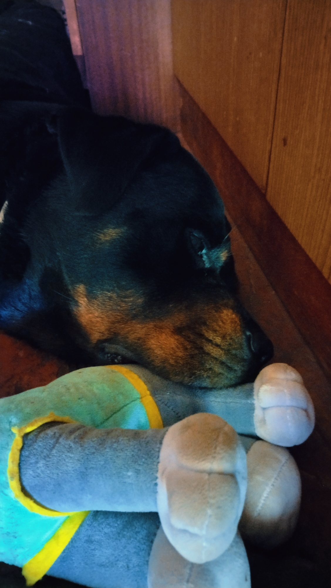A black and tan dog is resting with its head on a blue stuffed toy with yellow trim. The dog's eyes are closed. The scene appears to be indoors, with wooden paneling visible in the background. The image is dark and the lighting is dim, suggesting it was taken in low light conditions. The dog's fur is short and appears to be well-groomed. The stuffed toy is large and appears to be a bone shape. The dog's paws are visible resting on the toy.