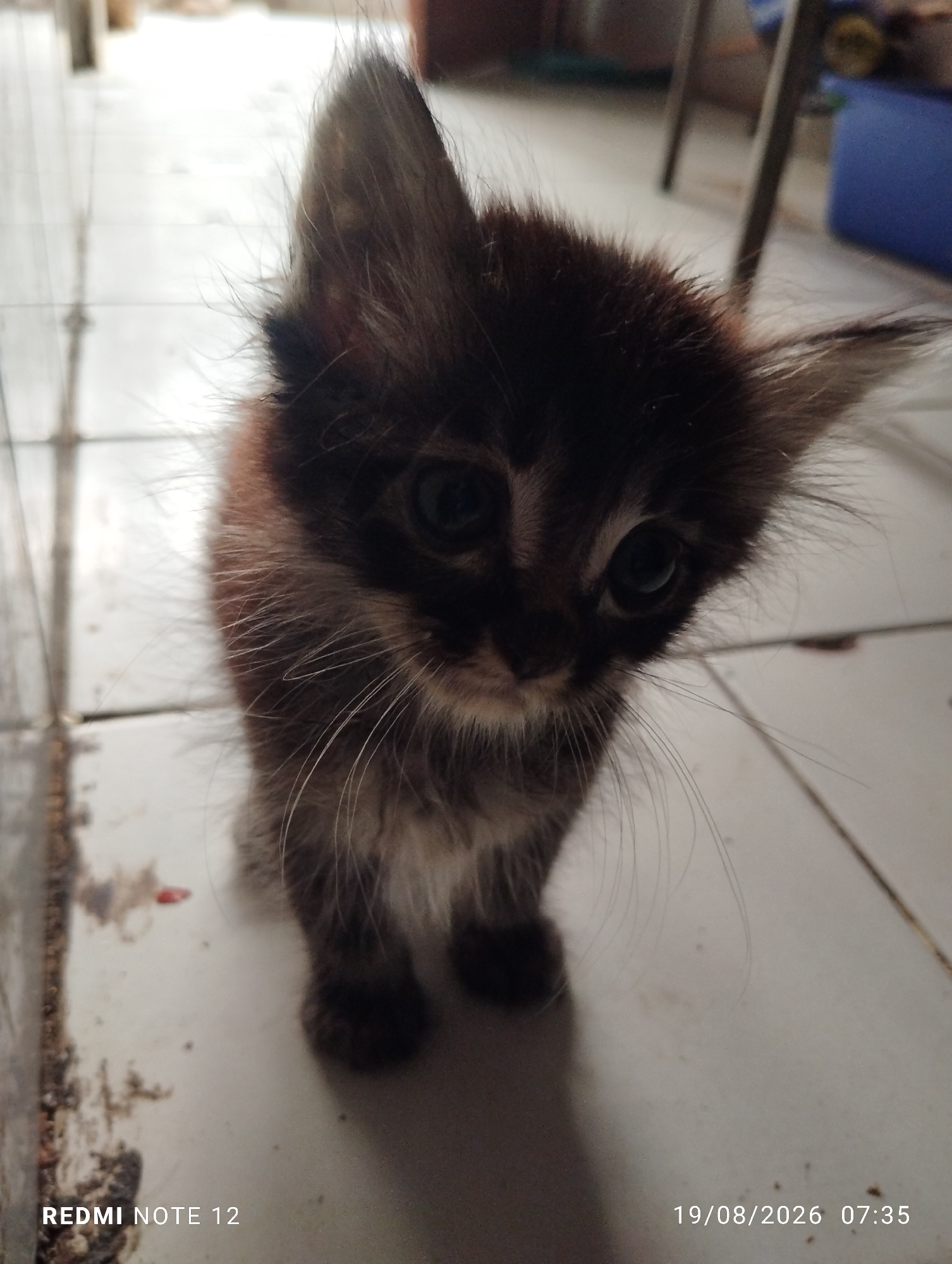 A close-up, eye-level, indoor shot features a young, fluffy kitten with dark brown and grey fur. The kitten is facing the camera, with its head tilted slightly to its right. It has large, dark eyes, prominent whiskers, and large, pointed ears. The kitten stands on a tiled floor, which appears to be light-colored with visible grout lines. The background is blurred, showing the legs of furniture and a blue object. The bottom left corner of the image displays the text "REDMI NOTE 12," and the bottom right corner shows the date and time "19/08/2026 07:35." The scene suggests an indoor domestic environment, possibly a home, within the city of Bekasi, Indonesia, based on the device timestamp and common device usage in the region.