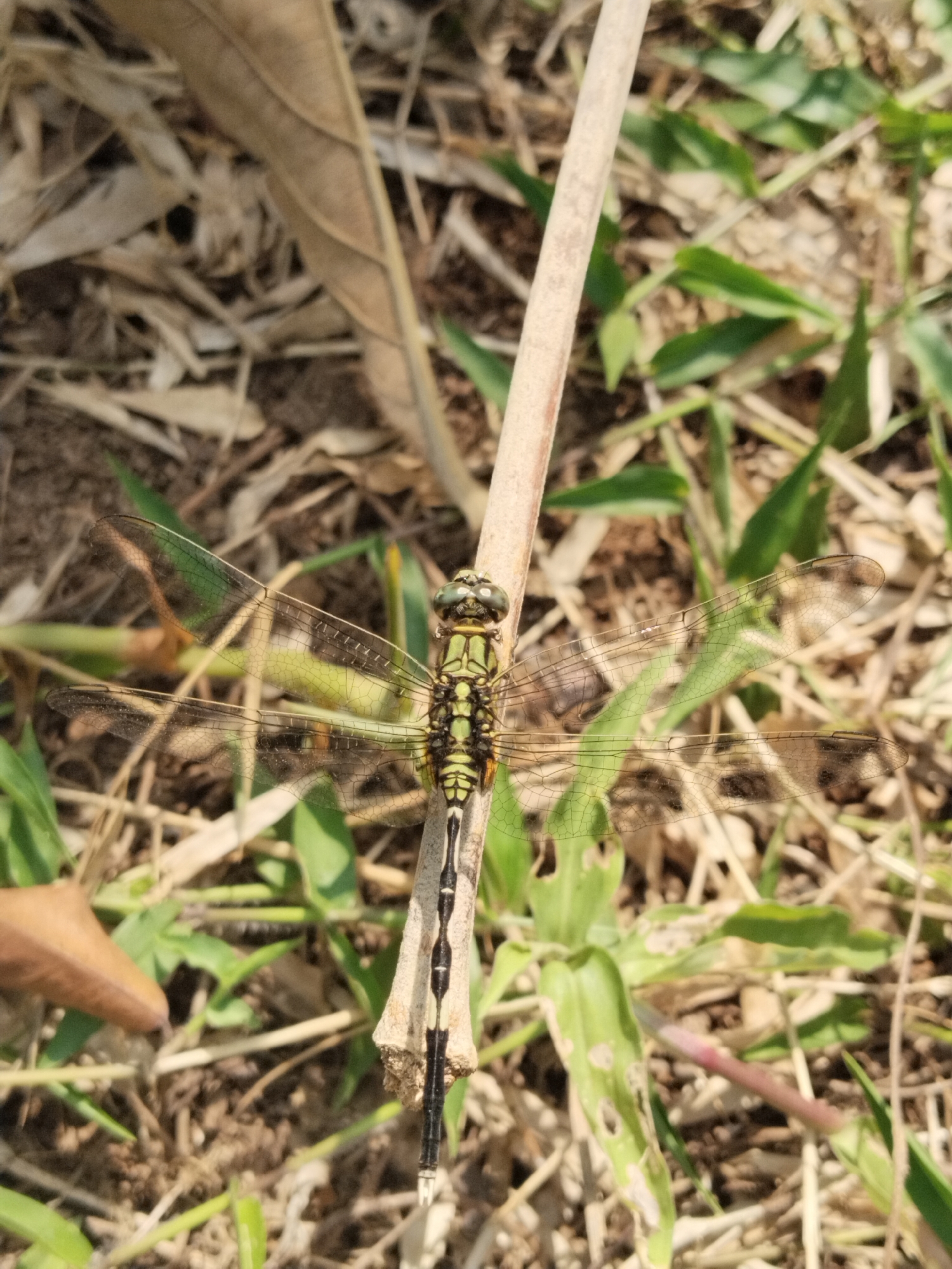 A close-up, high-angle shot captures a dragonfly perched vertically on a thin, dry, light-brown twig. The dragonfly is predominantly green with black markings on its thorax and abdomen, and has translucent wings with visible veins. Its head features large, compound eyes. The background consists of dry leaves, soil, and patches of green grass, suggesting an outdoor, natural environment. The lighting indicates it is daytime, with sunlight casting subtle shadows. No people or specific city locations are identifiable.