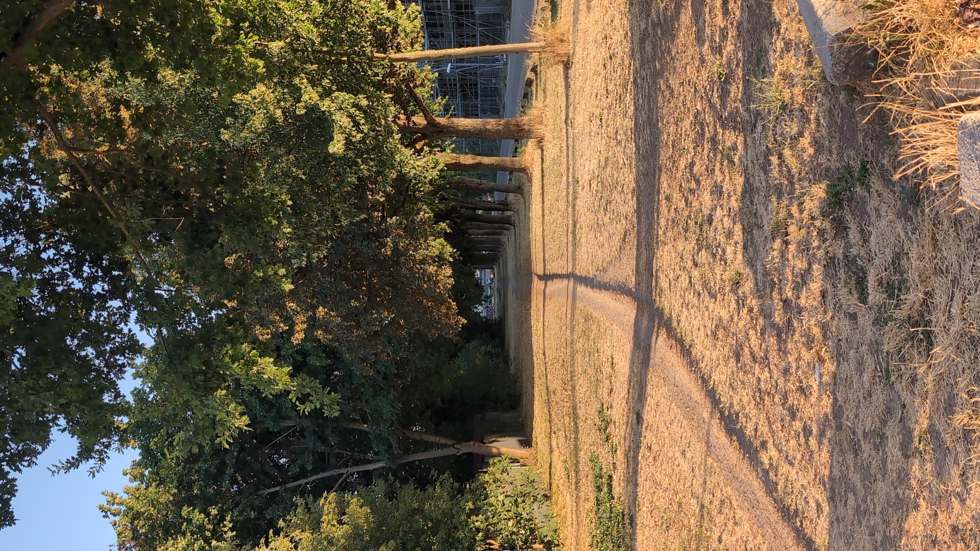 The image depicts a pathway through a tree-lined area, likely a park or an avenue, in Worms, Germany. The pathway is unpaved and appears worn, with tire tracks visible. It is flanked by mown grass that has turned dry and yellow, characteristic of a warm season. On the right side of the pathway, a row of mature trees with dense green foliage casts long shadows across the grass. Beyond these trees, a concrete structure with scaffolding is visible, suggesting ongoing construction or renovation. On the left side, more trees and vegetation create a dense border. The sky is clear and blue. The overall scene is tranquil, with the late afternoon or early morning sun casting warm light and deep shadows. There are no people or animals visible in the frame. The location appears to be a public space in the city.