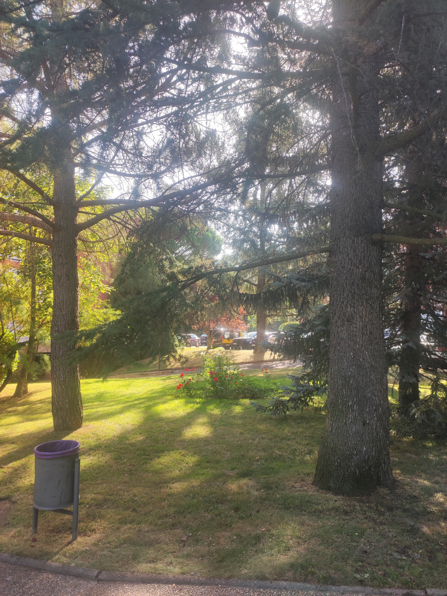 The image depicts a park scene in Real Sitio de San Ildefonso, Spain. In the foreground, a grey trash can with a purple liner stands on a patch of dry grass near a paved walkway. Behind it, a large tree with a textured bark dominates the right side of the frame. Sunlight filters through the dense canopy of evergreen trees, creating dappled patterns of light and shadow on the grass. In the mid-ground, a patch of red flowers is visible, adjacent to a lawn that slopes gently upwards. Further back, several vehicles, including a yellow van and a white car, are parked along a road. The background features more trees and hints of buildings, bathed in the warm glow of the sun.
