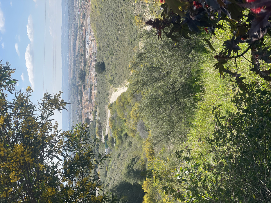 A panoramic view of Urbanización Ciudad Quesada, Spain, is captured from an elevated vantage point, looking across a vegetated valley towards the residential area. In the upper-left foreground, branches with numerous small yellow flowers and green leaves extend into the frame. The lower-right foreground contains dark green foliage with prominent reddish stems and spiky red seed pods. The midground depicts a valley characterized by rolling hills covered in dense green scrub and patches of yellow-flowering bushes. A winding, light-colored dirt road traverses the valley, leading towards the background town. Along this road, small structures, including a white-roofed building and a fence, are visible. The background consists of Urbanización Ciudad Quesada, a residential area with numerous white and light-colored houses featuring terracotta roofs, sprawling across a plain. Distant hills or mountains are discernible on the horizon. The sky is blue with scattered white cumulus clouds. Faint power lines are present across the sky above the town. No individuals, actions, or interactions are visible within the scene.