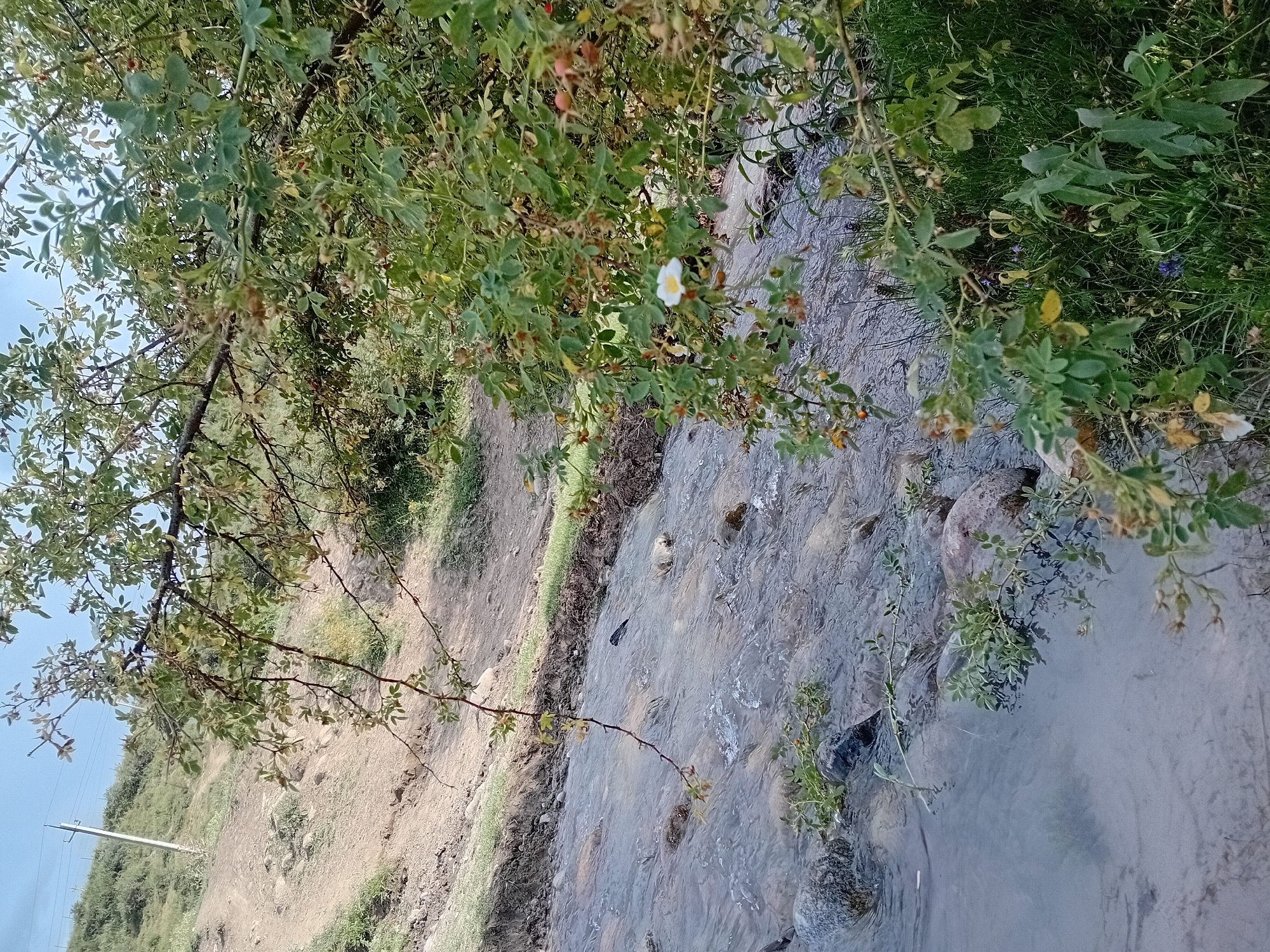 The image shows a natural scene near the village of Koksayaq in Kazakhstan. In the foreground, a stream flows over rocks and pebbles, with some vegetation growing along its banks. A branch with green leaves and a single white flower with a yellow center hangs over the water from a bush on the right side of the frame. The background depicts a dry, sloping hillside with sparse vegetation and a dirt path. A power line pole and wires are visible on the upper left side of the hillside, suggesting proximity to the village. The sky is clear and pale blue. The overall impression is one of a rural, undeveloped area.