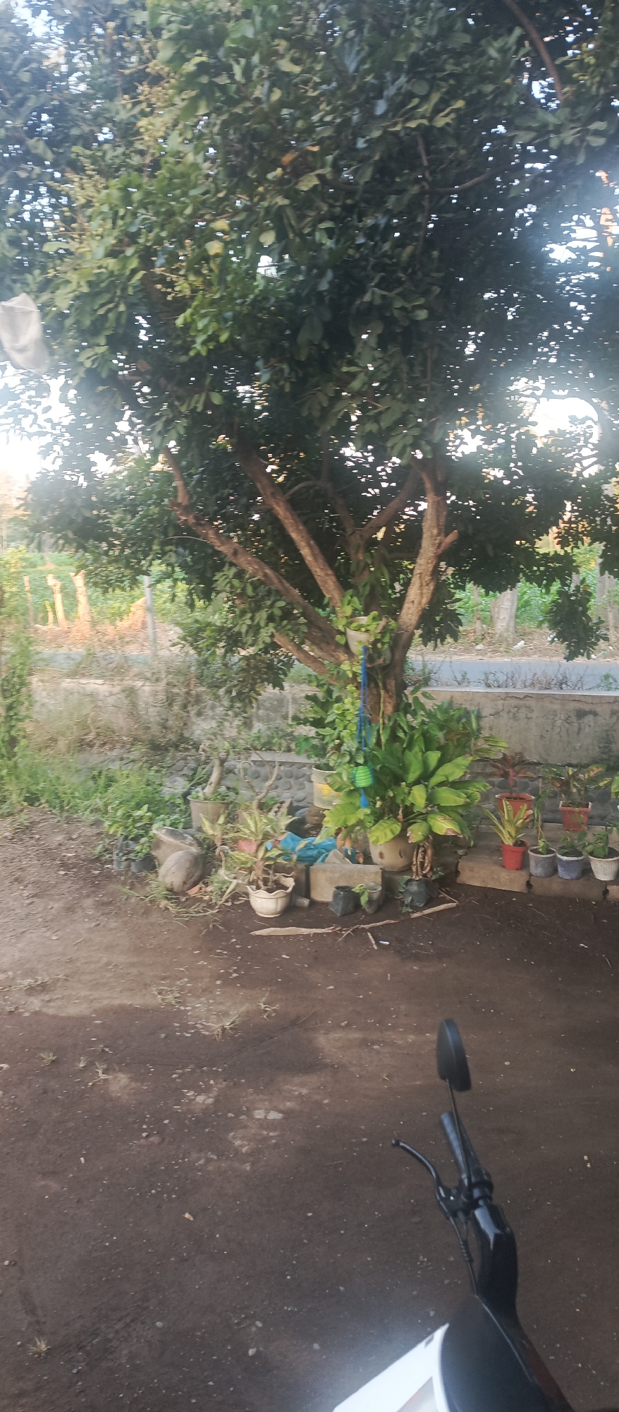 In the city of Jatisari, Indonesia, a scene unfolds in what appears to be a residential outdoor area. Dominating the frame is a mature tree with a substantial trunk and branches spread wide, its dense foliage catching the soft light of what seems to be late afternoon or early morning. Below the tree, a collection of potted plants is arranged on the ground and on low concrete blocks, creating a small garden display. These plants vary in size and leaf type, some with broad green leaves, others with thinner foliage. A few decorative elements, like a hanging spherical object and a blue cord, are visible among the plants, adding a touch of personal touch. The ground beneath is a mix of dark soil and scattered small stones and dried twigs. In the background, a low stone wall runs horizontally, beyond which are hints of vegetation and possibly other structures, suggesting a suburban or semi-rural setting. The foreground is occupied by a portion of a black motorcycle, its handlebars and a side mirror clearly visible, indicating the photographer's perspective. The overall impression is one of a humble, lived-in outdoor space, characteristic of many Indonesian homes.