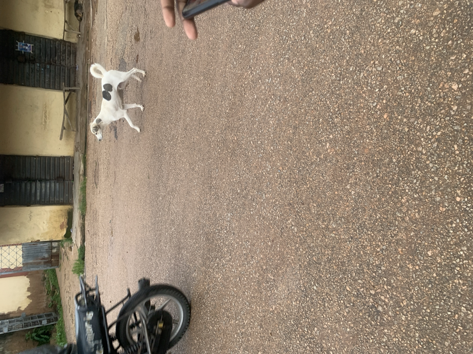 A medium shot captures a white and black spotted dog walking across a gravel road in what appears to be an urban or semi-urban environment. The dog is mid-stride, with its front left leg extended. In the background, a yellow building with dark metal doors and windows is visible. A wooden bench sits in front of the building. To the left of the frame, the rear wheel and part of the frame of a motorcycle are visible, suggesting the photo may have been taken from the perspective of someone on a motorcycle. A hand holding a smartphone is in the lower right corner of the image, indicating the photo was taken by someone using their phone. The ground is covered in small, light brown gravel. The scene suggests a casual, everyday moment in an outdoor setting.