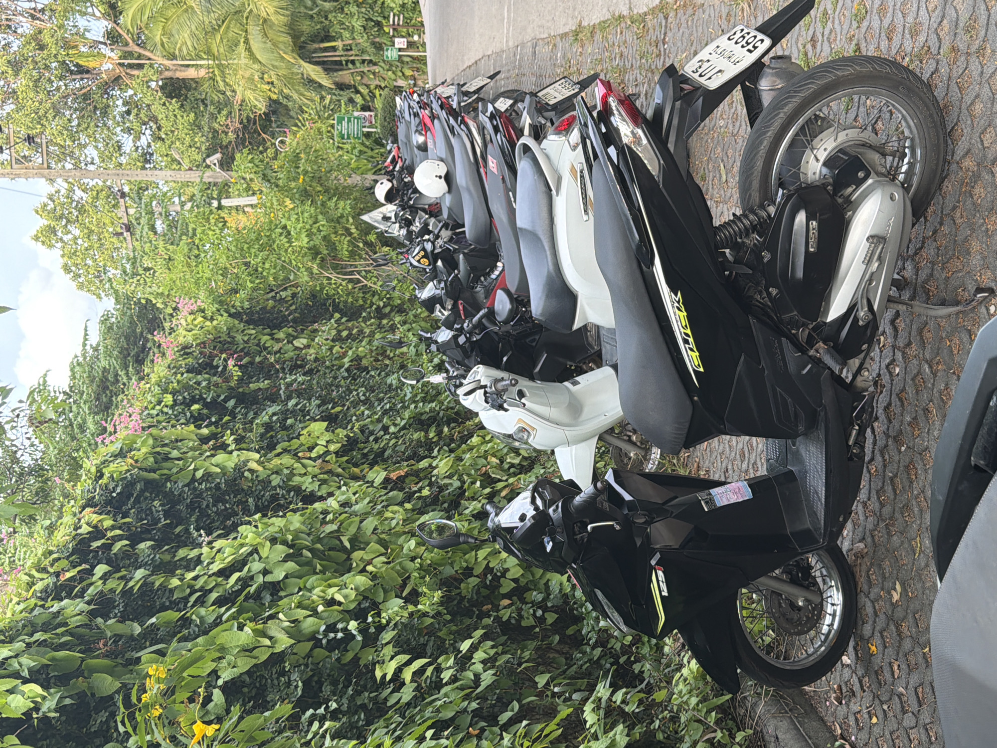 In Ko Samui District, Thailand, a row of parked scooters lines a paved area next to a thick wall of green foliage. The scooters are parked side-by-side, with the closest one being a black scooter with yellow accents and "125i" printed on its side. Another white scooter is visible behind it. The foliage, a dense wall of green leaves and some small pink flowers, creates a natural backdrop. Further down the line, other scooters of various colors are parked, some with helmets on their seats. A utility pole with wires is visible among trees behind the foliage. A green sign is mounted on a pole near the utility pole. The ground is paved with textured interlocking blocks. The overall scene depicts a common mode of transportation in a tropical urban environment.