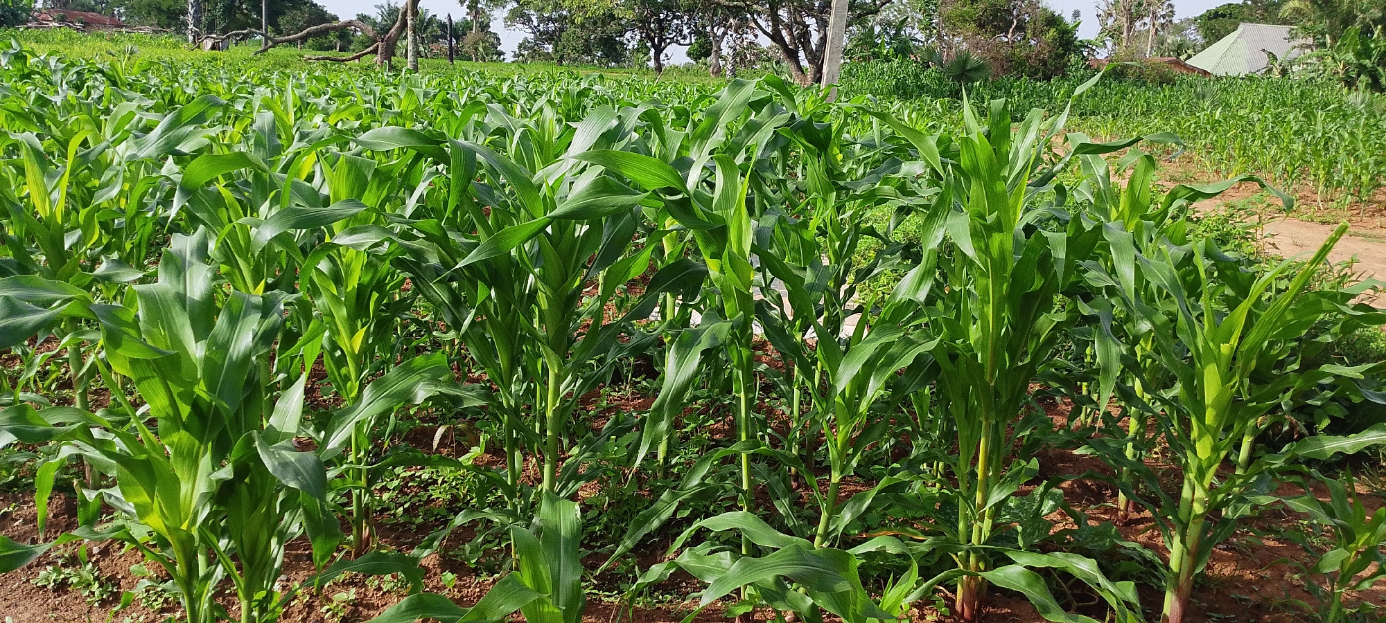 The image depicts a lush, green cornfield under a bright sky, likely taken in Kamantan, Nigeria, given the context provided. The foreground is dominated by rows of tall, healthy corn stalks with broad, vibrant green leaves. The soil appears reddish-brown and is visible between the plants, with some sparse undergrowth. In the background, more cornfields stretch out towards a line of trees. A few scattered, dry branches lie on the ground, suggesting a somewhat rural or natural setting. Further in the distance, elements of human settlement are visible, including a building with a green, sloped roof and some other structures partially obscured by trees. The overall impression is one of agricultural abundance and a serene, natural environment. There are no people or animals visible in the frame, and no particular actions or interactions are occurring. The image is static and focuses solely on the landscape and the growing crops.