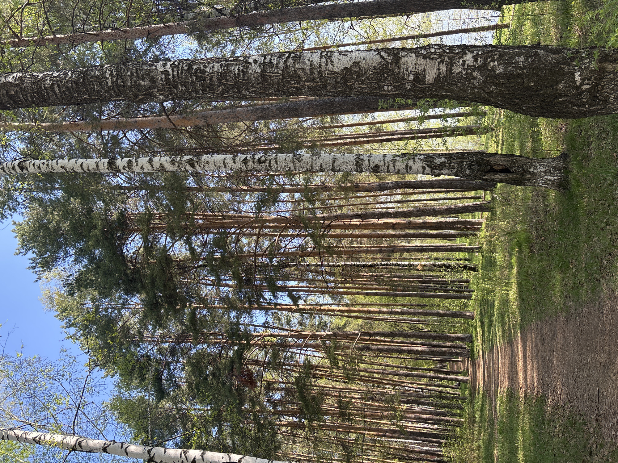 The image shows a forest scene in Chaikovsky, Russia. A path runs through the center of the frame, flanked by tall, slender trees on both sides. The trees are primarily pine, with some birch trees interspersed. The ground is covered in grass and foliage. The sky is visible through the gaps in the canopy, and is a clear blue in the top left corner. The lighting suggests a sunny day, with shadows cast by the trees on the path.