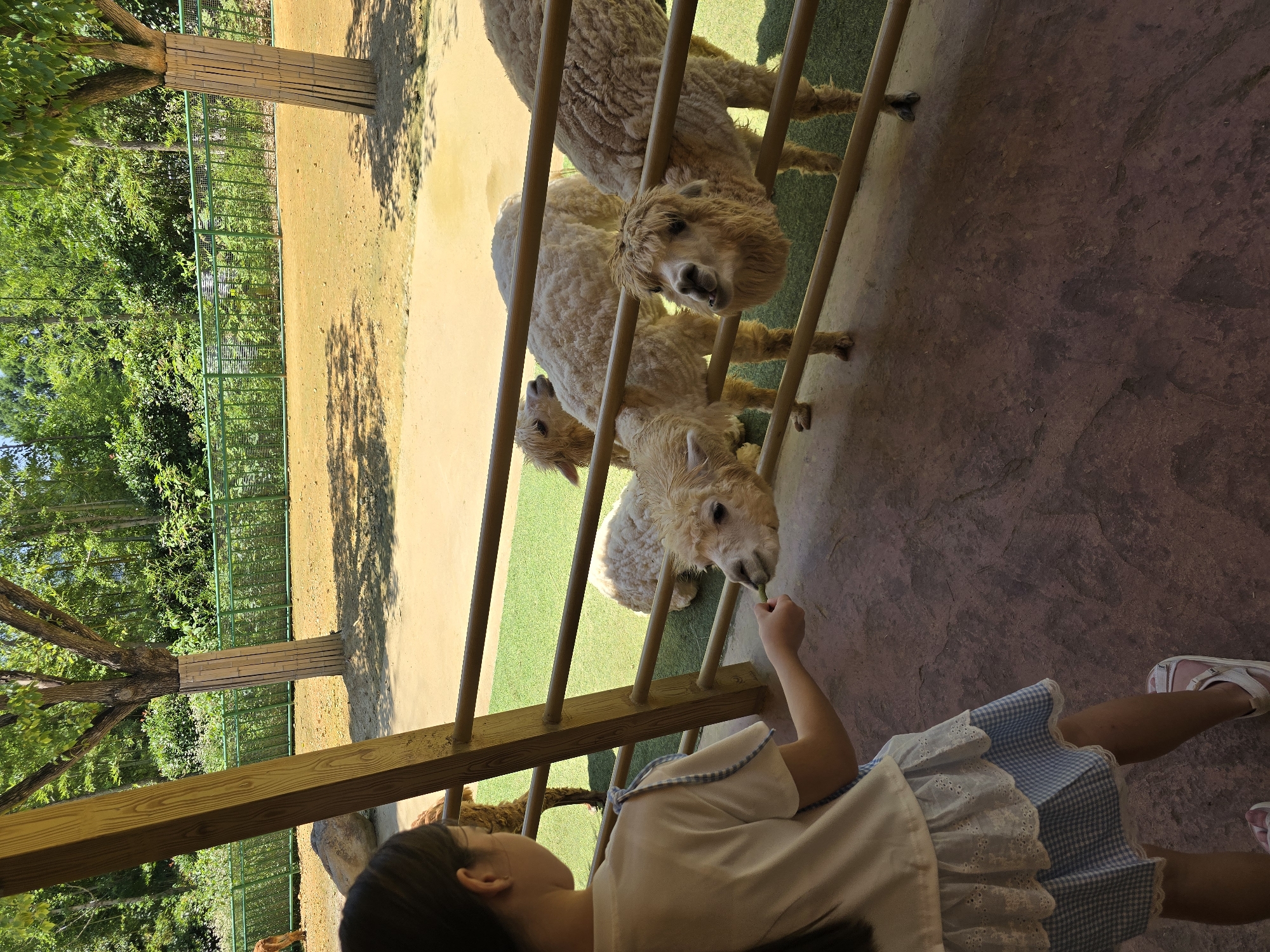 In Fuyang, China, a young girl wearing a white t-shirt and a blue and white checkered skirt is feeding an alpaca through a wooden fence at an outdoor enclosure. The alpaca, with its characteristic fuzzy brown fur, is reaching its head through the fence to eat from the girl's hand, which is holding a green piece of food. Behind the alpacas, a green mesh fence separates the enclosure from a sandy area with sparse vegetation and trees. The ground inside the enclosure appears to be covered in artificial green turf. The scene suggests a petting zoo or wildlife park setting within the city.