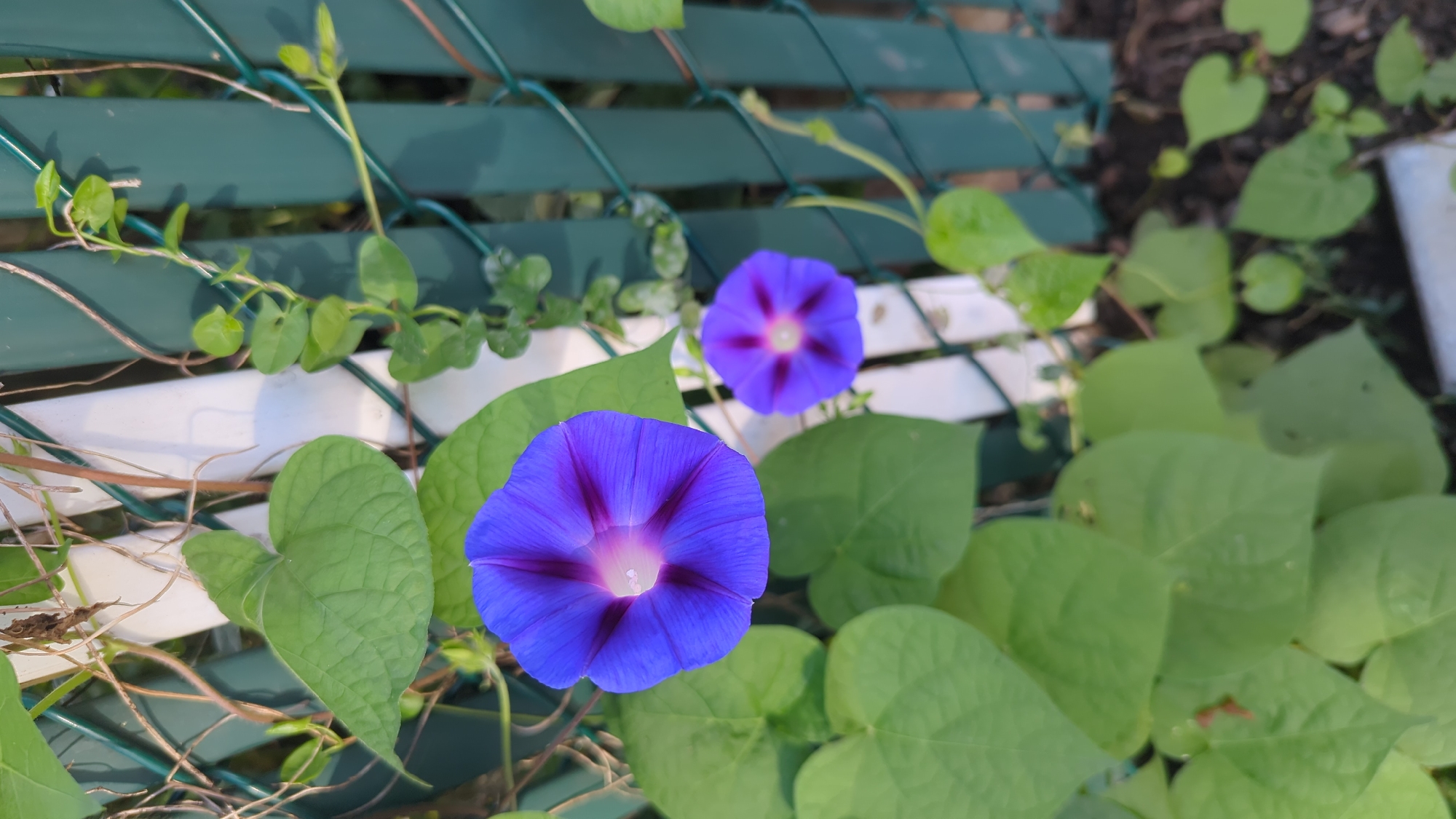 The image shows two vibrant blue morning glory flowers with dark purple stripes, climbing on a green chain-link fence. One flower is in sharp focus in the foreground, showcasing its delicate petals and trumpet shape. The second flower, smaller and slightly out of focus, is positioned to the right and slightly behind the first. Lush green heart-shaped leaves of the morning glory vine surround the blooms. In the background, a white fence post is visible, partially obscured by the foliage and the chain-link fence. The ground beneath appears to be a mix of soil and possibly some dry leaves or mulch. The lighting suggests it is daytime, with natural light illuminating the scene. This image was captured in Montreal, Canada.