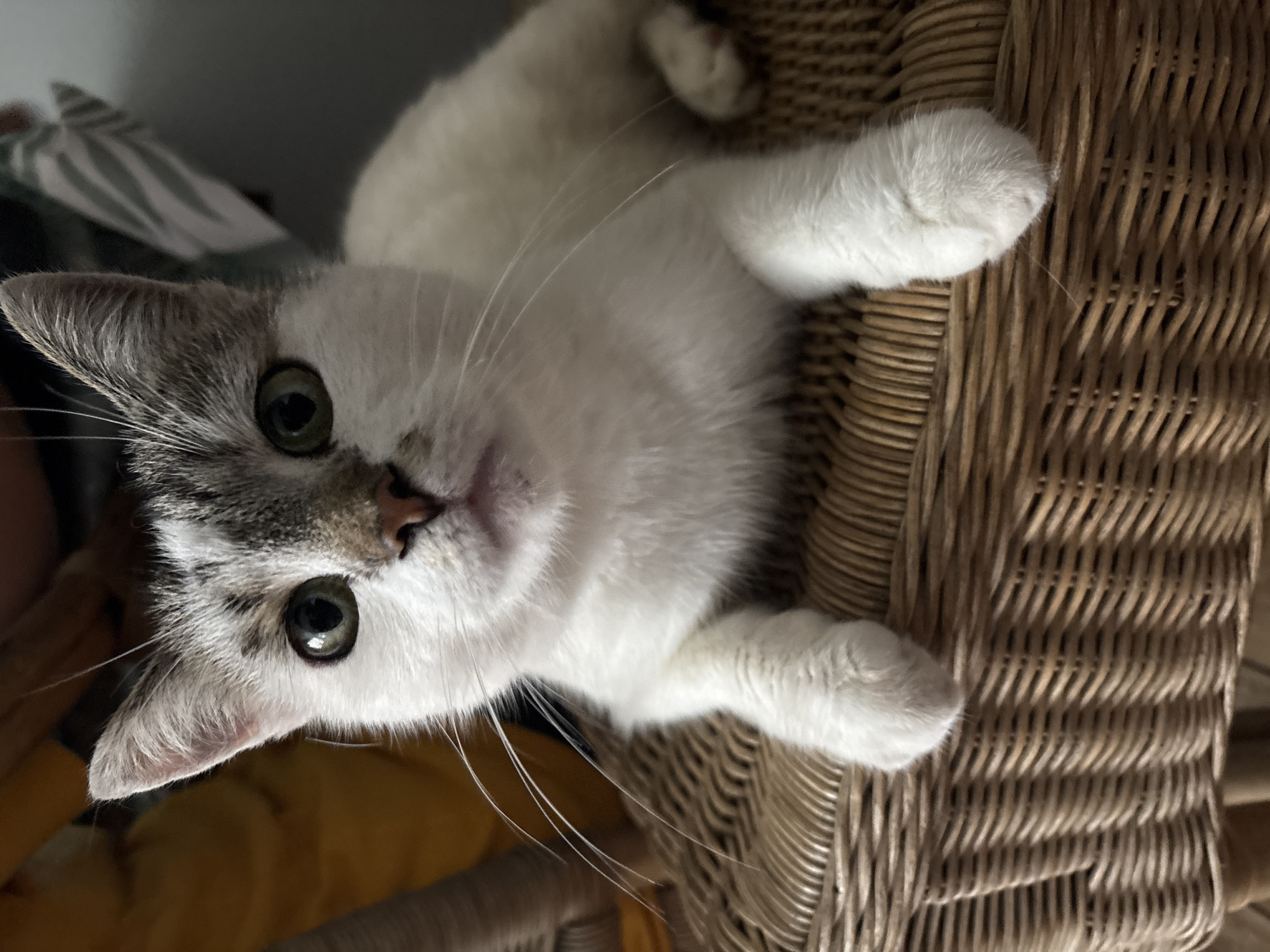 A white and gray cat is lying on a woven wicker surface, likely a chair or bench. The cat is looking directly at the camera with green eyes. Its front paws are resting on the wicker. The background is out of focus and appears to be indoors, with a yellow object on the left and a striped fabric on the right. The scene is set in Drożki, Poland.