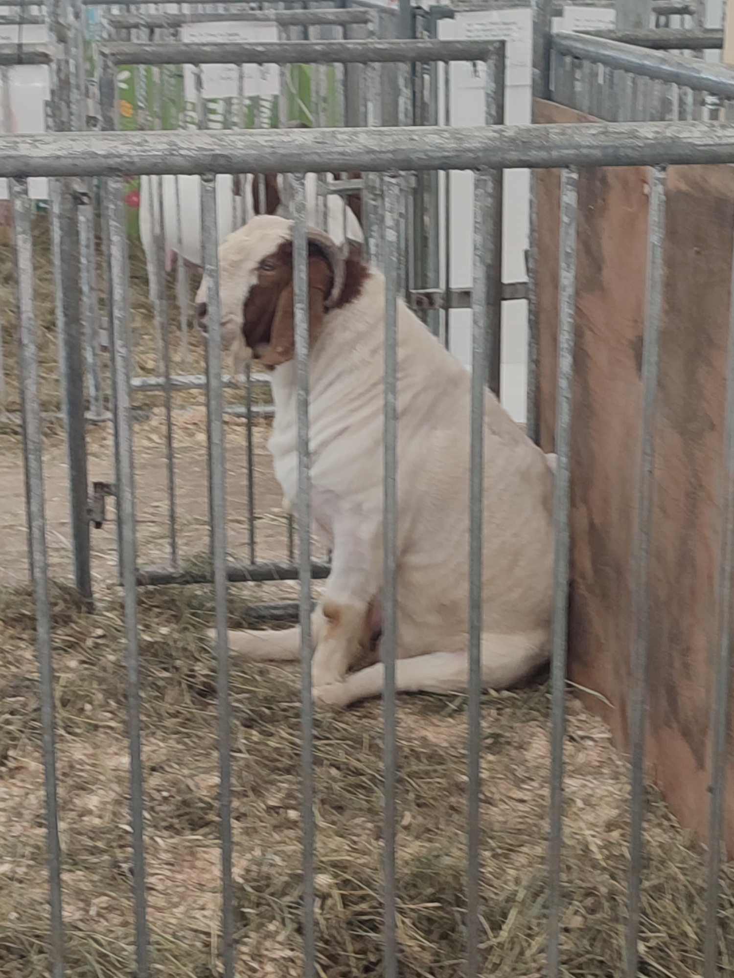 A brown and white goat is sitting inside a metal pen. The goat is facing left and looking down. The pen is made of metal bars and has a wooden panel on the right side. The ground is covered with hay. The image was taken at the Saint-Hyacinthe Agricultural Exhibition in Quebec, Canada.