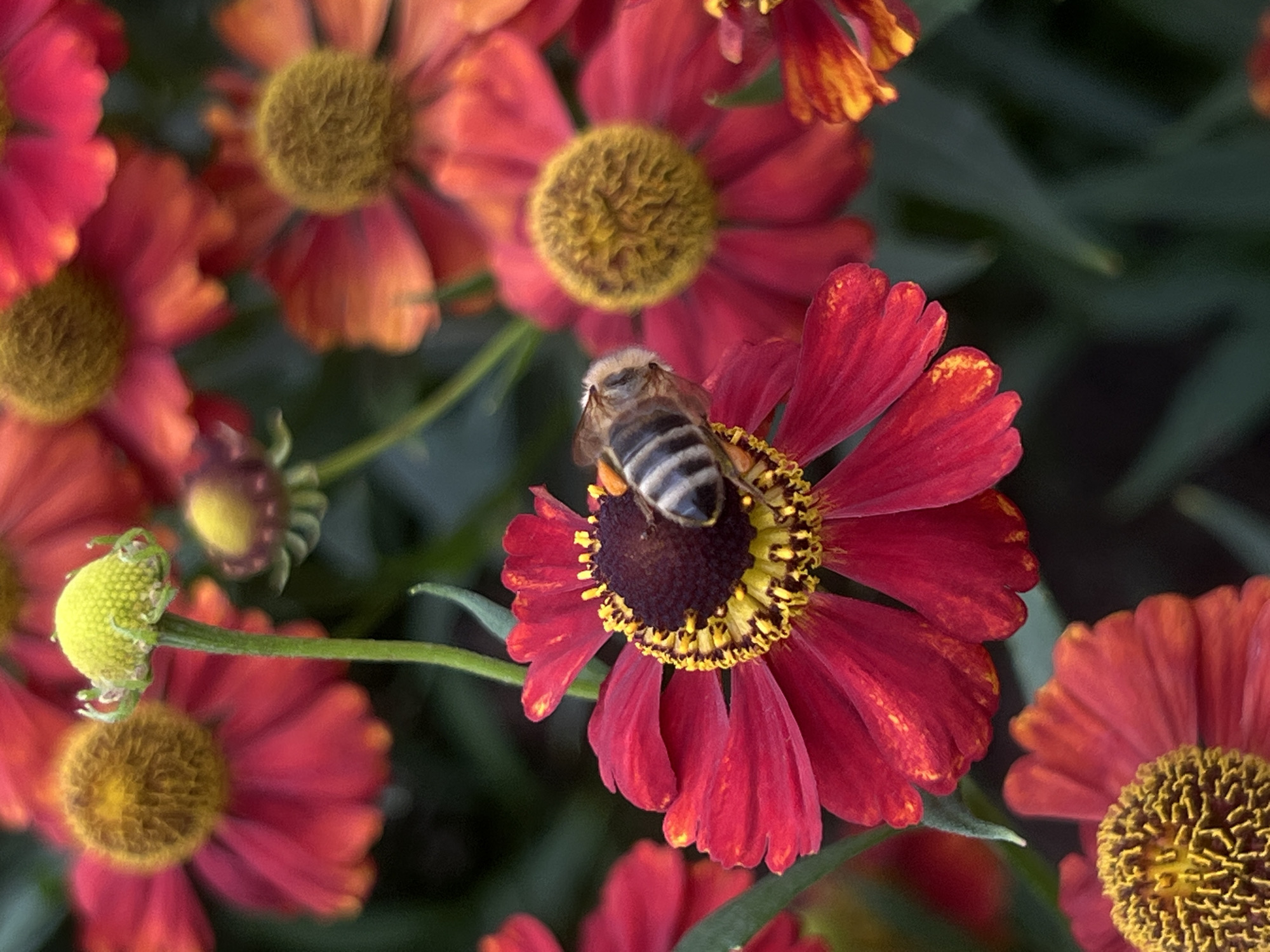 This is a close-up, vertical, outdoor shot of a cluster of red and yellow flowers, possibly sneezeweed (Helenium). A bee with black and white stripes is visible on the center of one of the most prominent flowers, which has bright red petals and a dark brown and yellow center. The background is a blur of green foliage and other flowers. The image does not provide any information about a specific location in Augsburg, Germany.