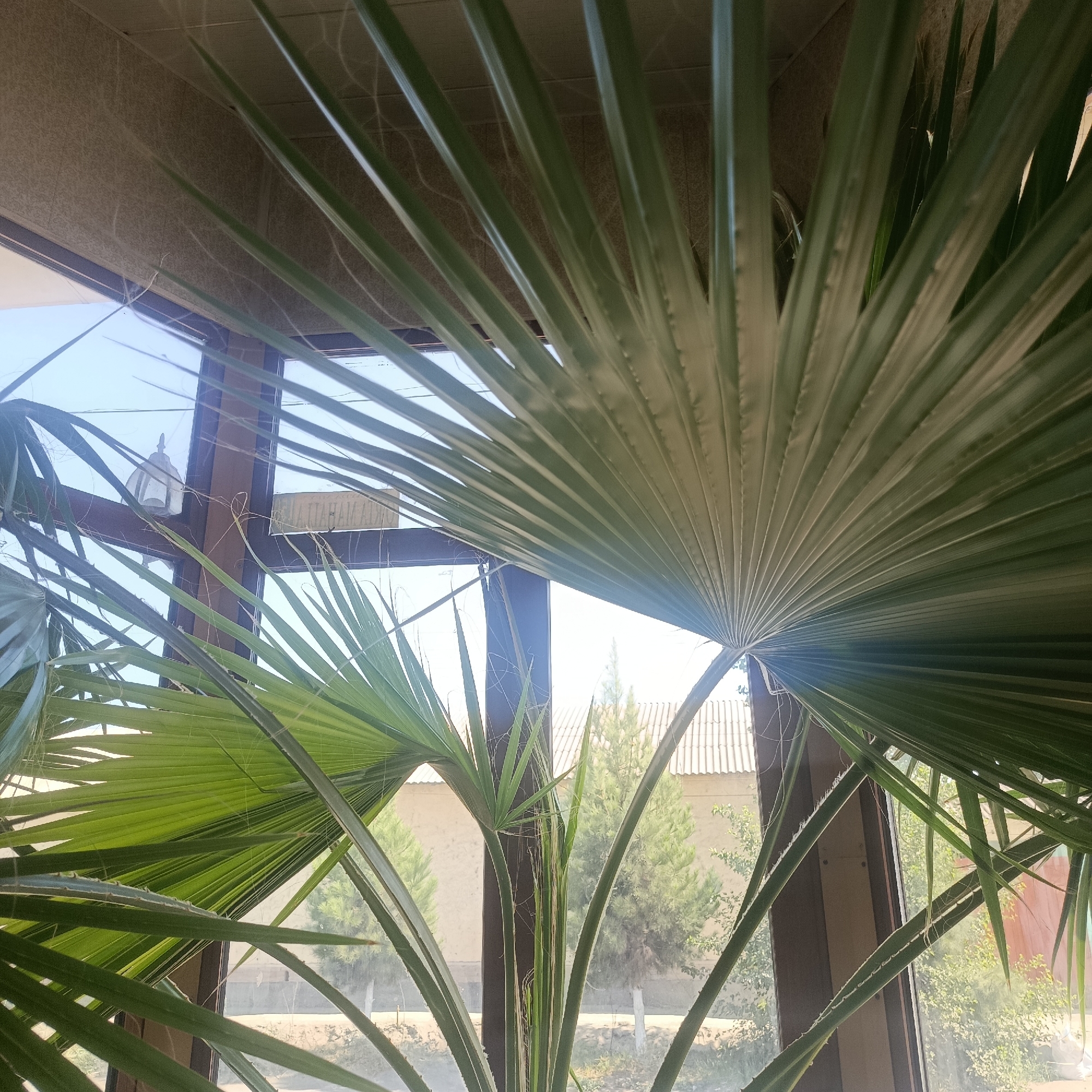 The image captures a close-up view of a palm plant with large, green, fan-shaped leaves, partially obscuring a window. Through the window, a scene outside is visible, including the roof of a building with corrugated metal sheeting, trees, and a wall. The setting appears to be a residential or semi-rural area. The lighting suggests it is daytime, possibly with bright sunlight filtering through the leaves and window. The image is taken from inside a room, looking out. No people or specific actions are depicted. The location is identified as Buvayda, Uzbekistan.
