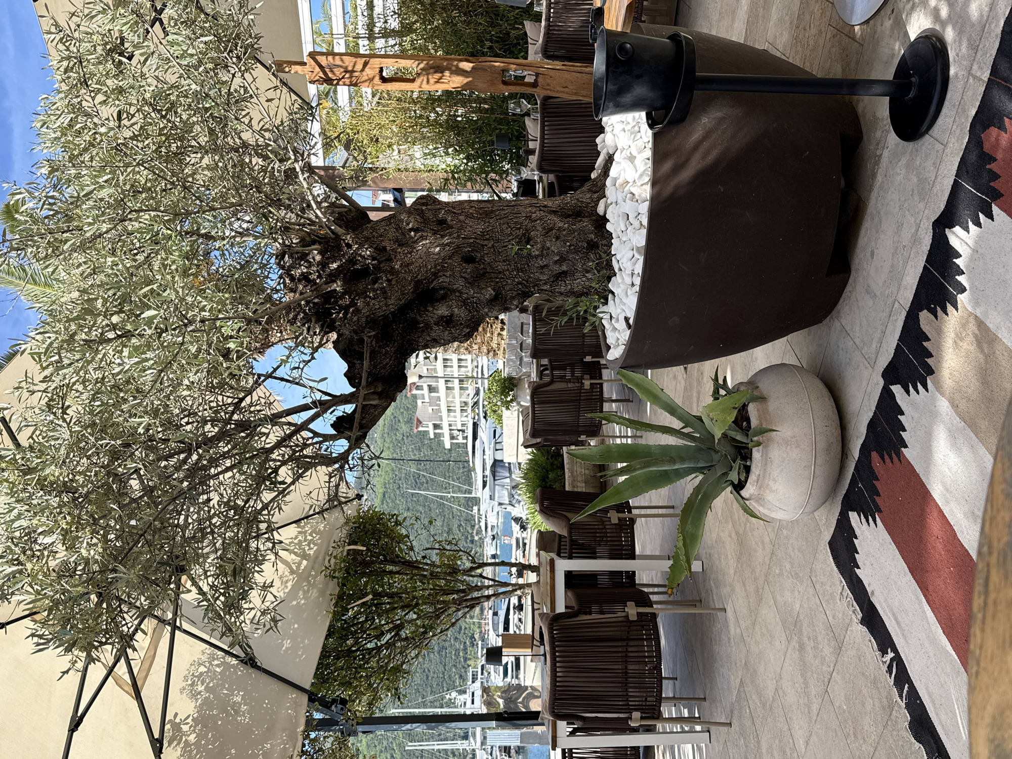 The image displays an outdoor dining or lounge area, likely belonging to a restaurant or cafe, situated by a marina. A large, ancient-looking olive tree, characterized by its gnarled trunk and silvery-green foliage, dominates the left side of the frame. It is planted in a substantial dark brown container filled with white decorative stones, with a black ice bucket resting on its edge.
The patio floor is covered with light-colored tiles, and to the right, a distinctive rug with white, black, and reddish-brown geometric patterns adds a touch of design. Nearby, an agave-like plant grows in a round, light grey pot. Several tables and chairs, made of dark brown wicker-style material, are arranged on the patio, suggesting a space ready for guests. A large, light-colored patio umbrella provides ample shade, with tree shadows dappling its surface.
In the background, a body of water is visible, densely populated with various yachts and boats in a marina. Beyond the water, white buildings are nestled on a lush green hillside, with more green mountains rising in the distance under a clear, bright blue sky.
The scene is captured during bright daylight, likely midday or early afternoon, indicated by the clear sky and defined shadows. There are no people visible, suggesting a tranquil moment before or after service. The overall impression is one of a serene and upscale Mediterranean coastal setting. This location is specified as Đenovići, Montenegro. No discernable text is visible in the image.