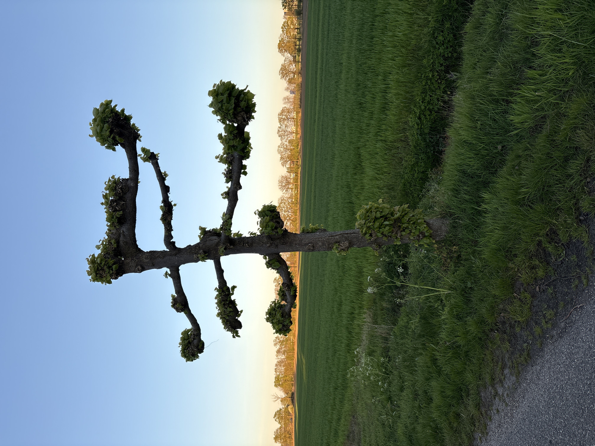 The image captures a tranquil rural landscape featuring a distinctively shaped tree against a vast sky. A gnarled, pollarded tree with a thick trunk and pruned, horizontally extending branches dominates the left side of the frame. Each branch ends in a cluster of fresh, vibrant green leaves, indicating spring or early summer foliage.
To the right of the prominent tree, a wide, lush green field stretches into the background, hinting at agricultural land. Along the distant horizon, a long row of deciduous trees, many appearing bare or sparsely leaved, forms a natural boundary, their forms softly silhouetted against the sky.
In the immediate foreground on the right, a narrow, dark path, likely made of asphalt or gravel, borders wild green grass and scattered smaller plants.
The scene is illuminated by the soft, warm light of either sunrise or sunset. The sky transitions from a clear, bright blue overhead to a lighter, golden-yellow hue near the horizon, casting a gentle glow across the landscape and highlighting the distant trees. The weather is clear and calm, with no visible clouds. There are no people, animals, or any specific activities taking place, contributing to the peaceful atmosphere. No visible text is present in the image.