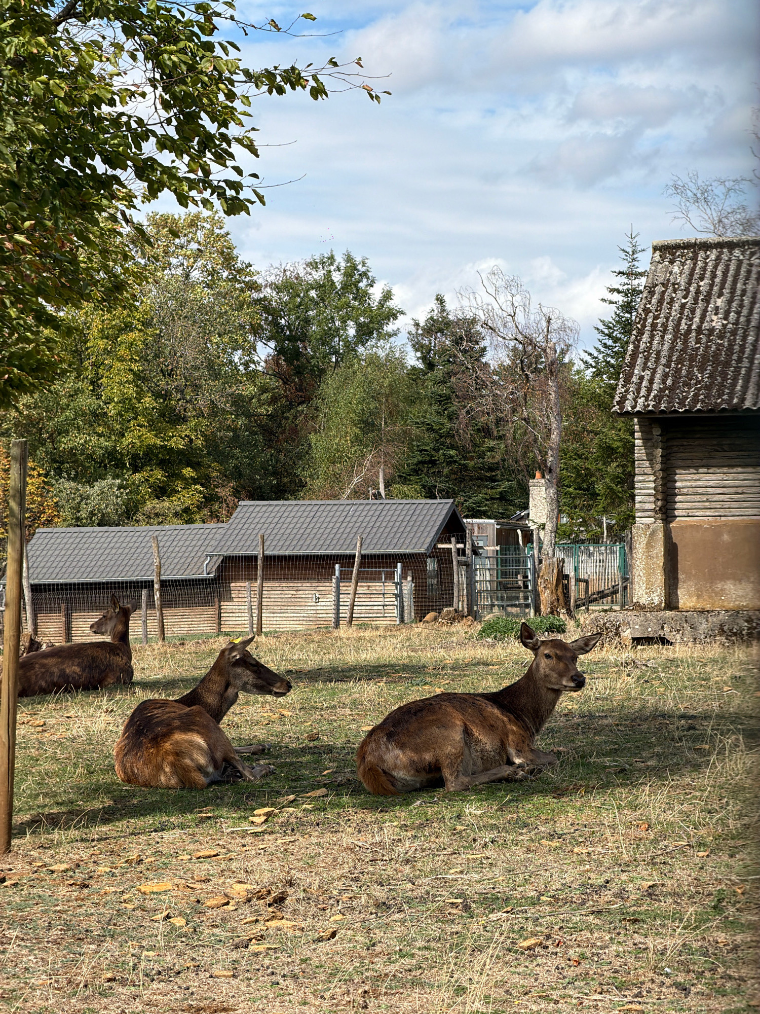 The image depicts an outdoor enclosure with several deer resting on a grassy area. In the foreground, two deer are lying down, one facing left and the other facing right. A third deer is visible lying down in the background to the left. Behind the deer, there are several wooden structures with pitched roofs, resembling shelters or small buildings. A fence runs along the front of these structures. The environment is characterized by dry grass, scattered stones, and trees in the background. The sky is partly cloudy. This scene is located at the Clara Park animal park in Esch-sur-Alzette, Luxembourg.